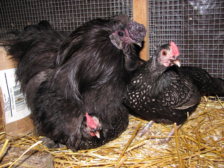 Nine-year-old Silkie rooster Cumulonimbus broods some of his hens like chicks at night. Video: https://www.youtube.com/watch?v=W1BDzI8v05s&feature=youtu.be
