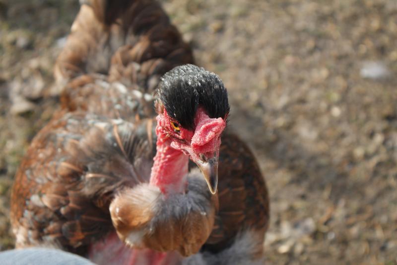 NN pullet - 26 weeks.