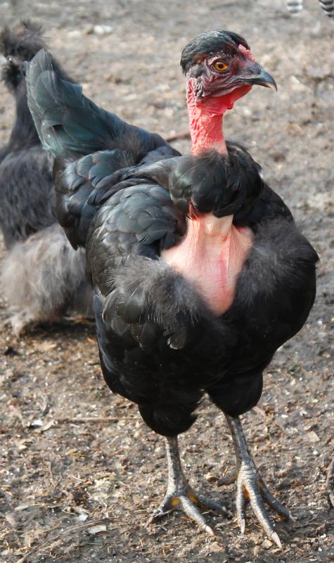 NN pullet - 26 weeks.