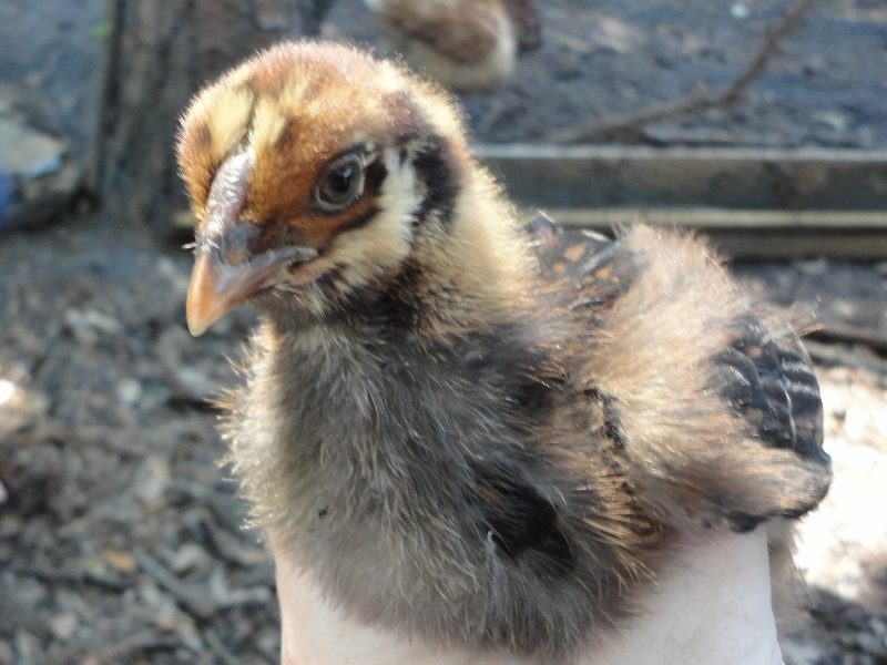 No comb on this one! Amber