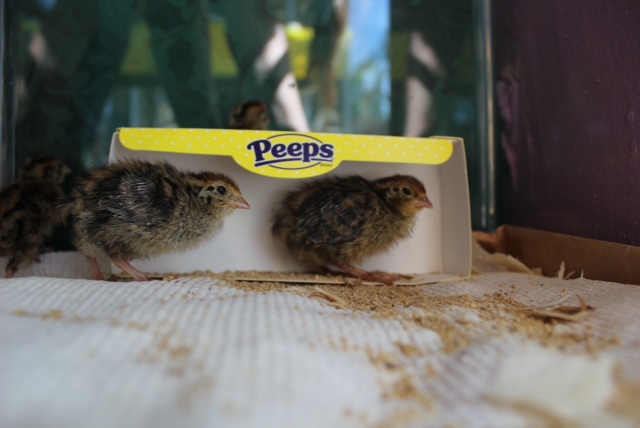 No Description Necessary.
1 week old quail