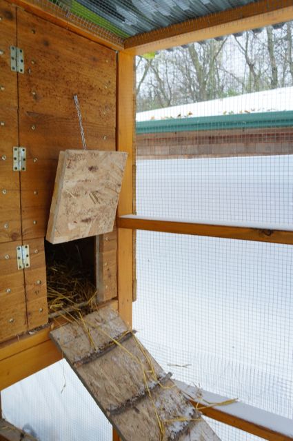No heat.  They march up to bed around 4:30 and we close the little door.  It has been getting down to 14 F in the hen house at night - humidity around 76%.  I'm keeping a close eye on humidity.