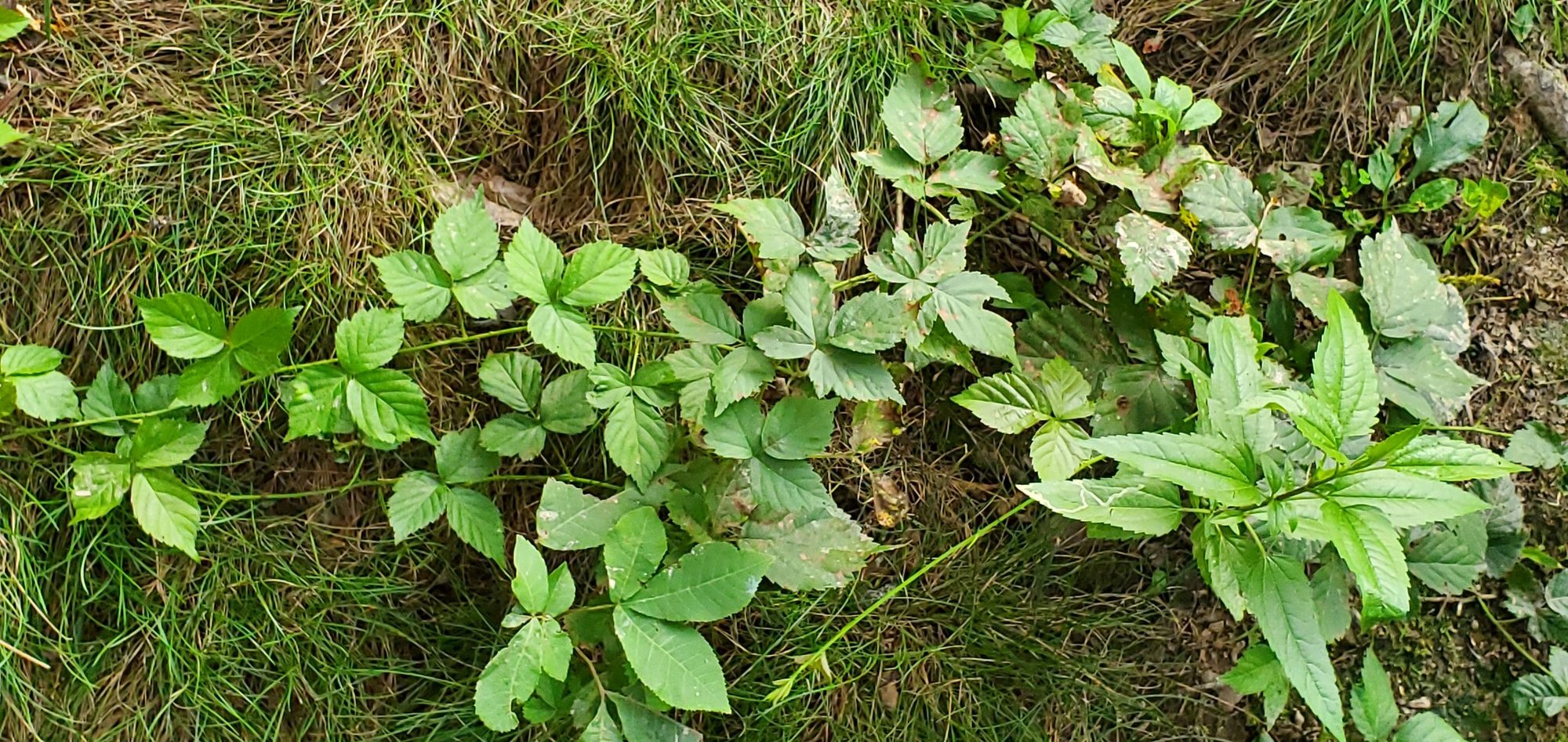 No idea if this is Poison-Ivy too, but i sprayed it anyways