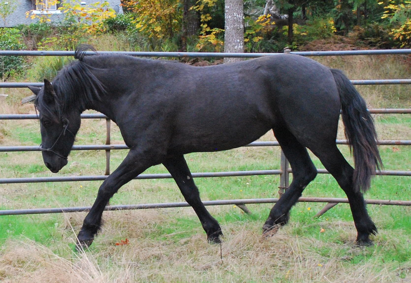 No matter if you love the idea or not, I LOVE my 2 year old Warlander filly! She has amazing movement  and a temperament to die for. I can't wait to start her in dressage training. She is so much more willing and level headed than my OTTB (who is pretty cool as well!) :)