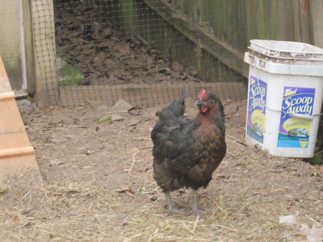 No name as of yet she is the oldest of our pullets. Not sure of the breed.