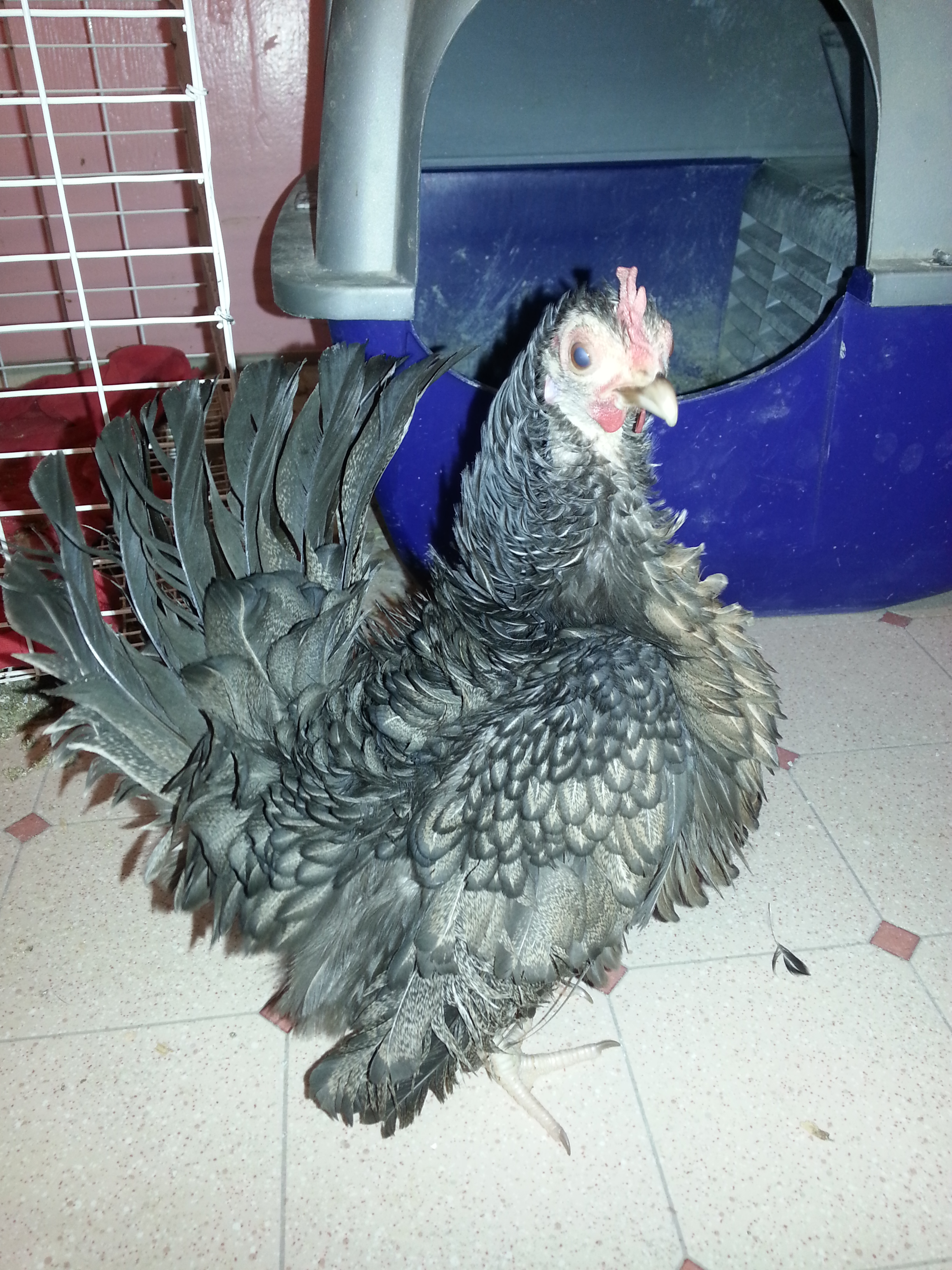No name Frizzle
