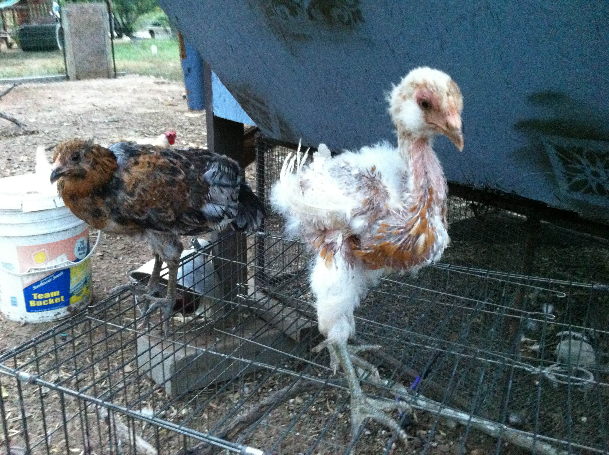 No name on the left, Legs to the right