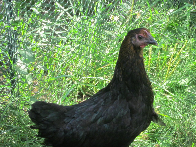 No name
We were told that she is a Black Sex Link.
We do have a Australorp.