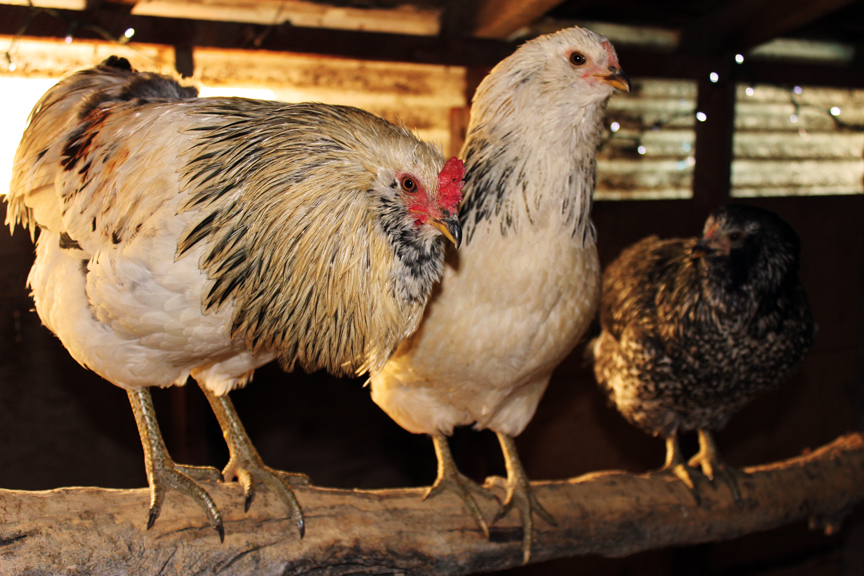 No named Rooster on the left, my favorite hen Lily, she's a sweetie and follows me around like a puppy dog even gives me puppy eyes for treats, and Consuela who is an Americana and Jersey Giant cross.