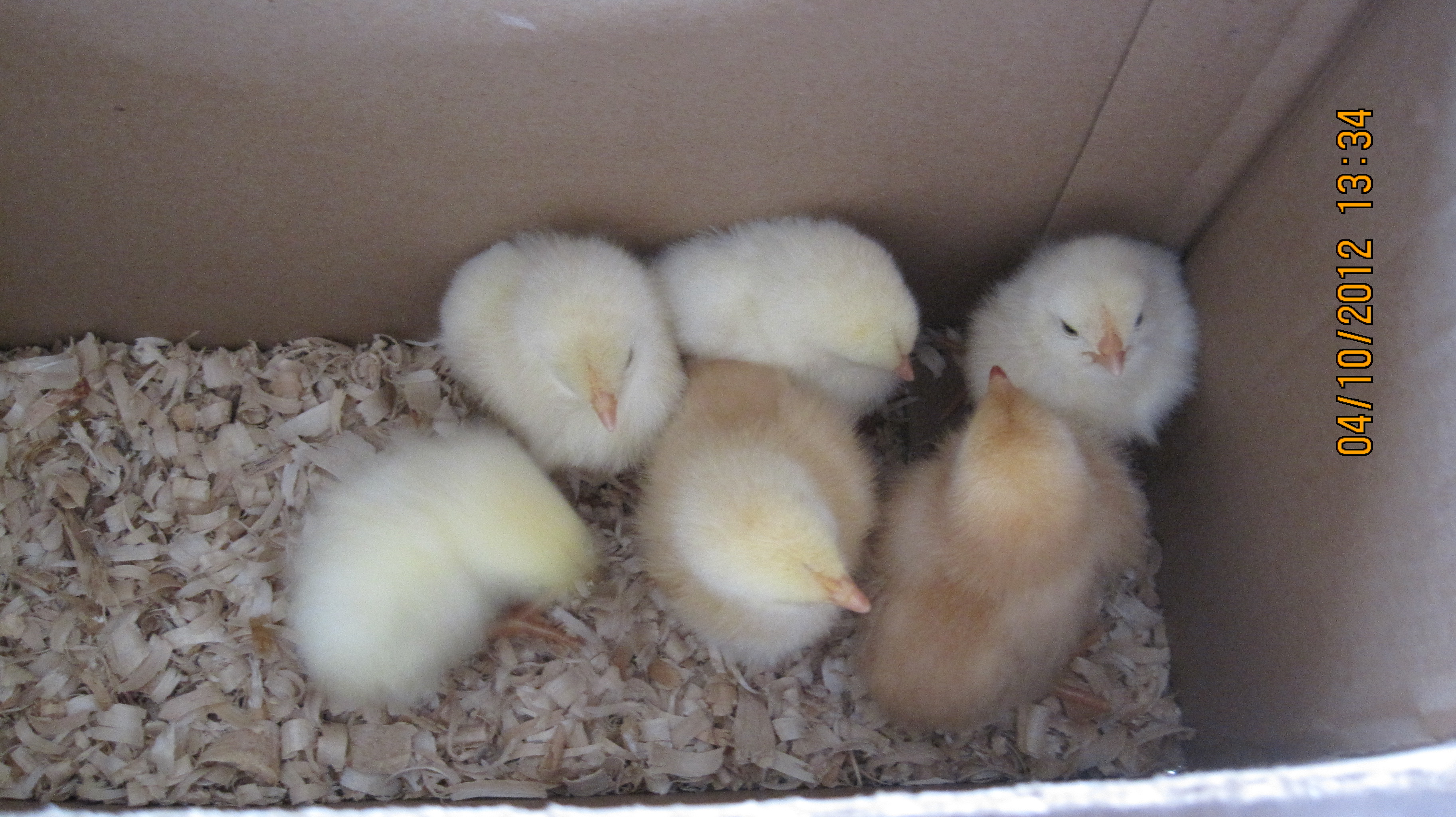No names for the white ones.  The smallest one I've been calling Little Bit