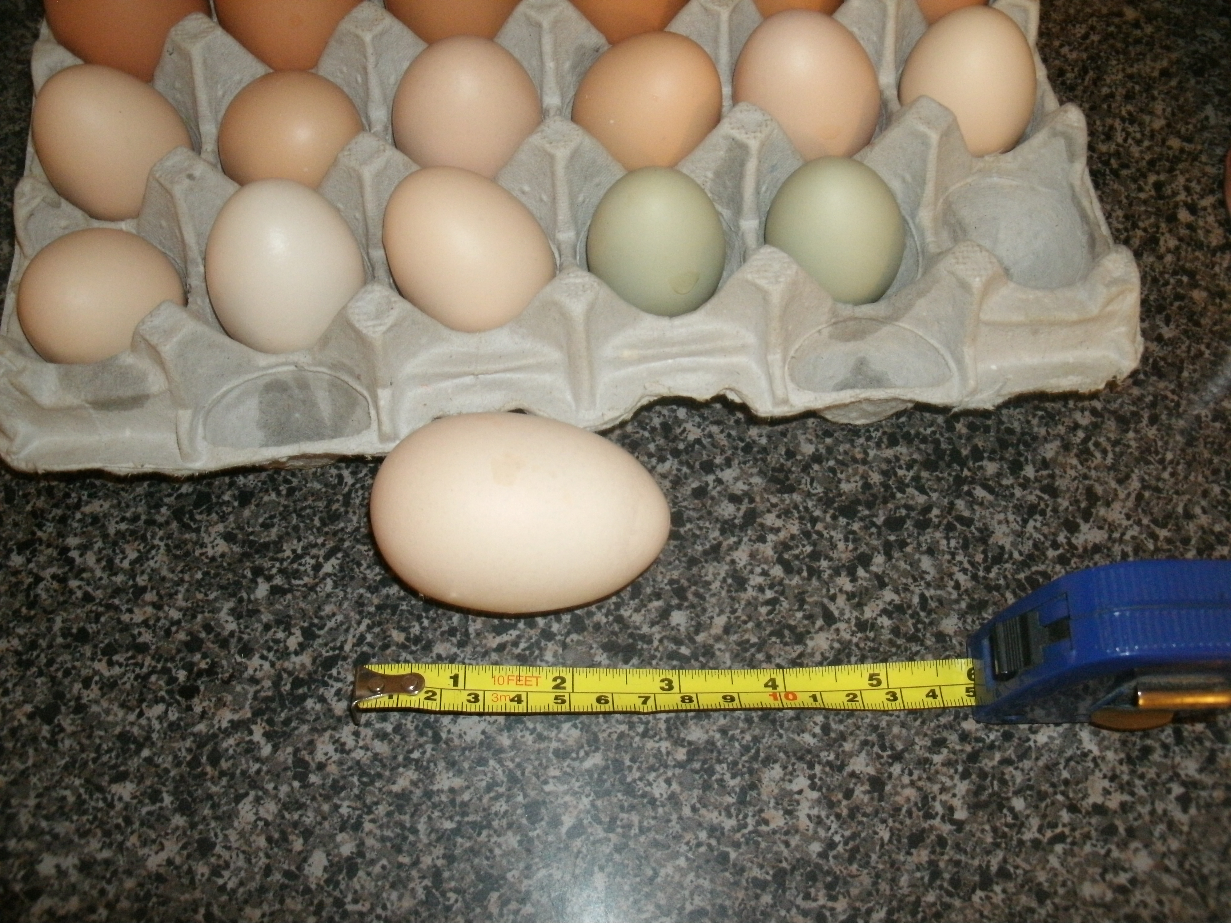 No, that's not a duck or turkey egg. It came from one of our normal sized chickens. Most likely laid by the same one that laid the similar colored eggs in the tray. That had to hurt!
It turned out to be a double yolker, jumbo yolks at that.