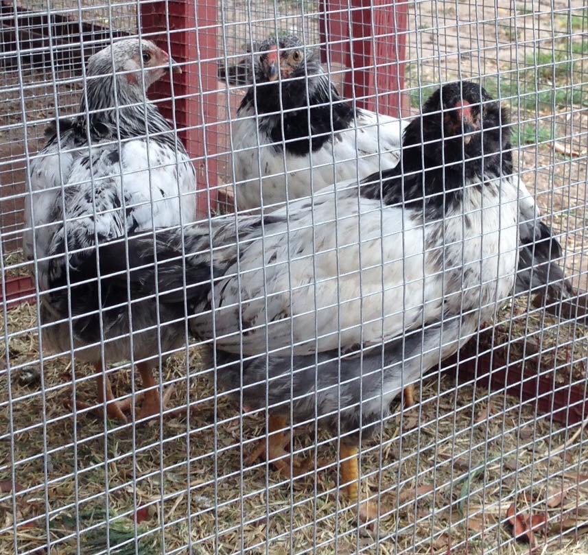 No Wayyyyy!!! At age SEVEN weeks, ALL five were crowing. The chance of having five roosters from five eggs is 3%. Does this mean I should immediately go to Vegas or definitely not...? 

Fortunately, a local poultry farmer had 300 young hens and wanted all five. Phew. They went off, and I decided I would get new (sexed) chicks after summer travels.