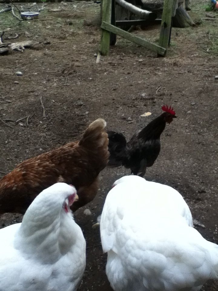 Noah, Blu, Aurora and Borialis