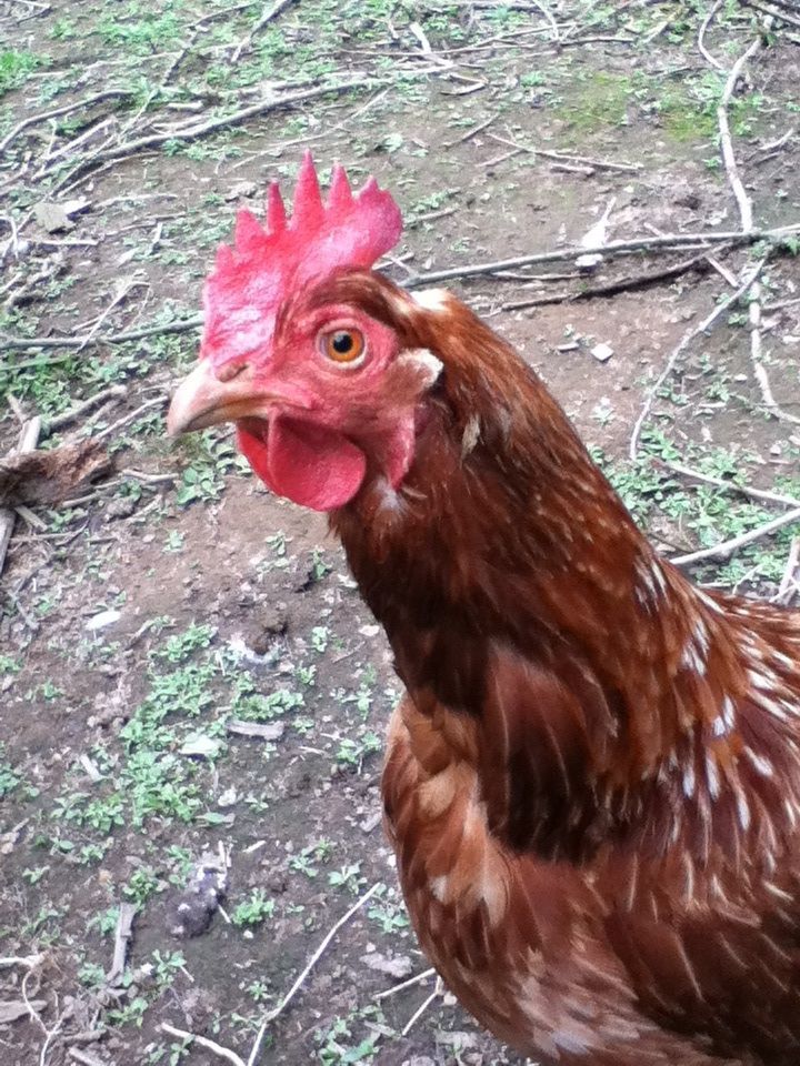 Noah the hen