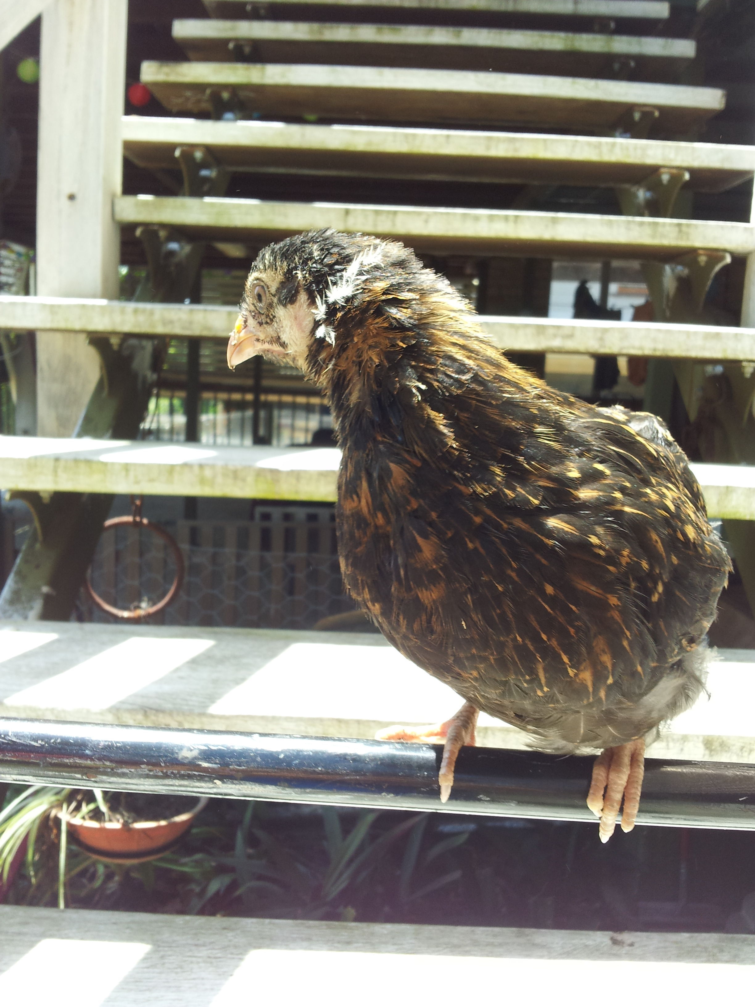 Nocturnal, my Barnevelder