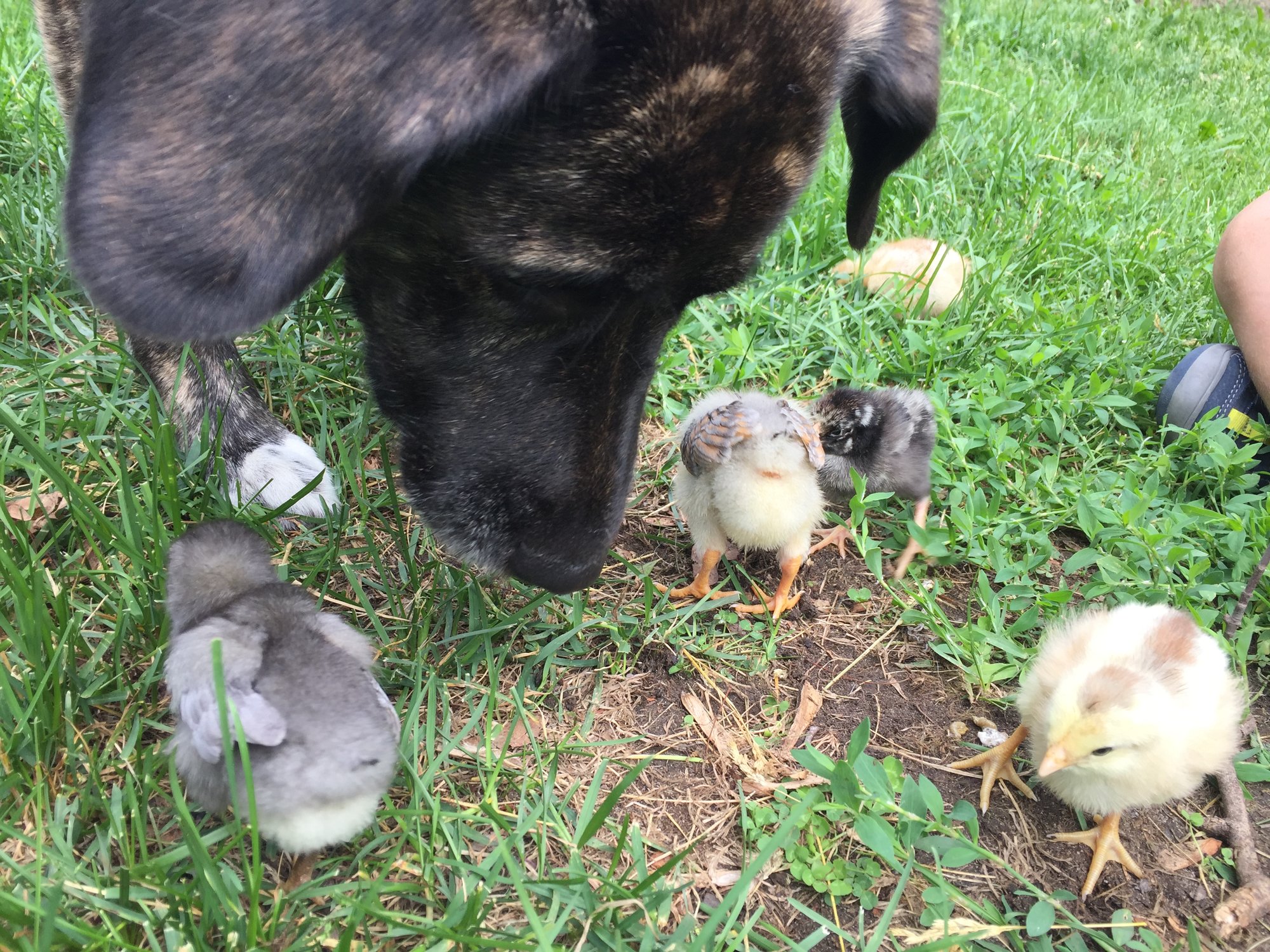 Nola Meeting the Chicks