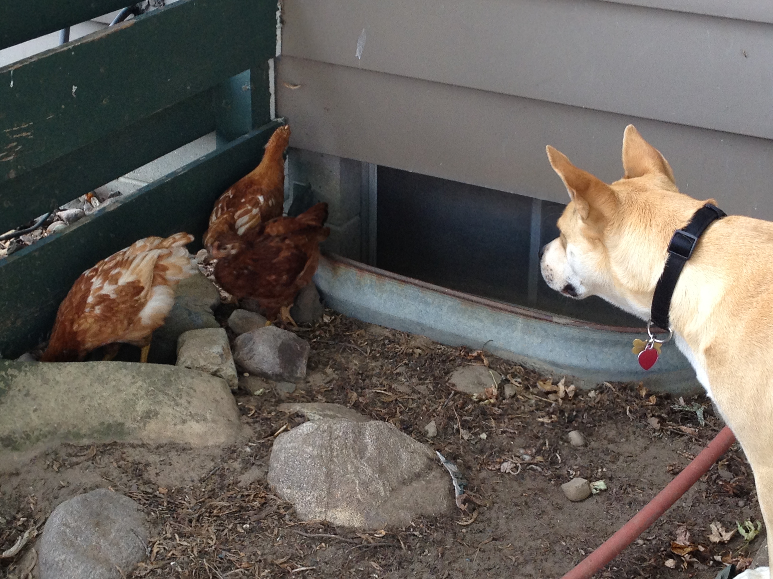 Nollie with some chickens.