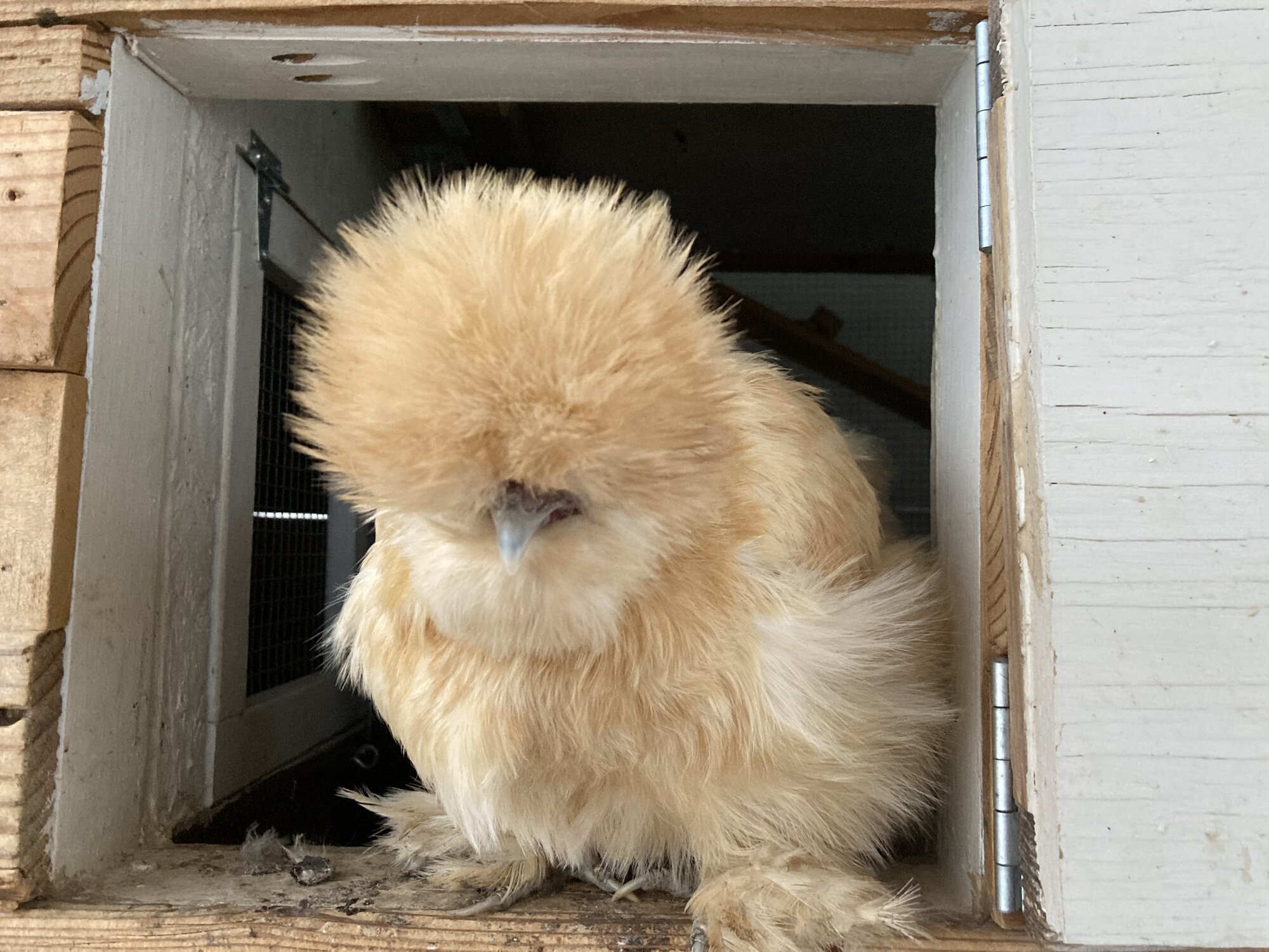 Non-APAABA Bantam Hen Show 10c.jpg