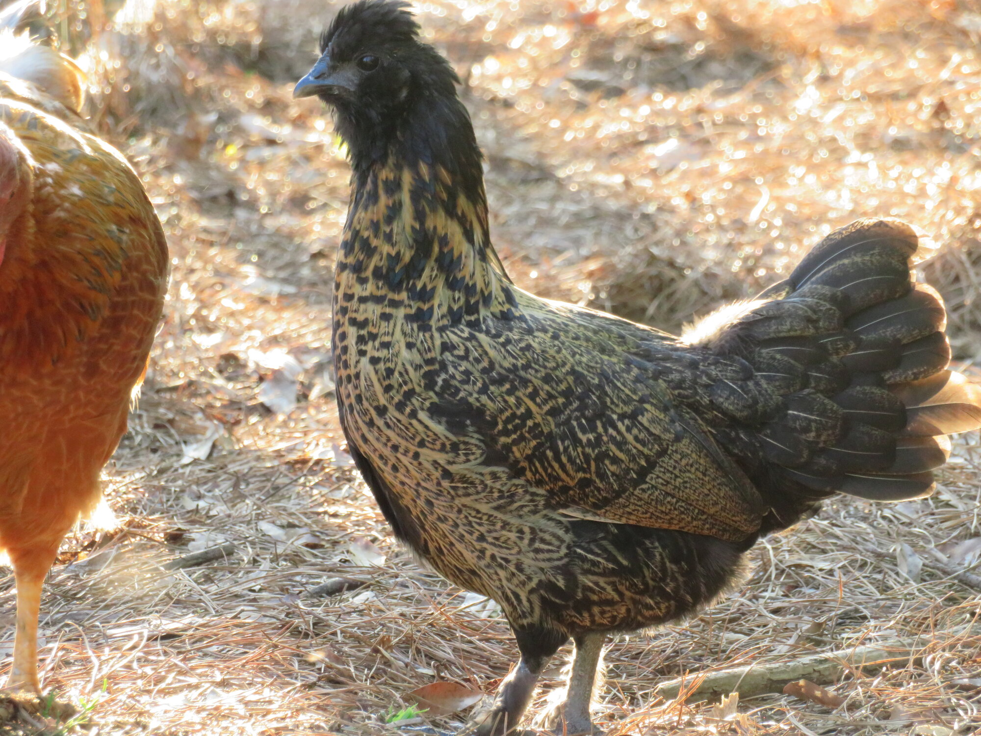Non-APAABA Bantam Hen Show 2a.jpg