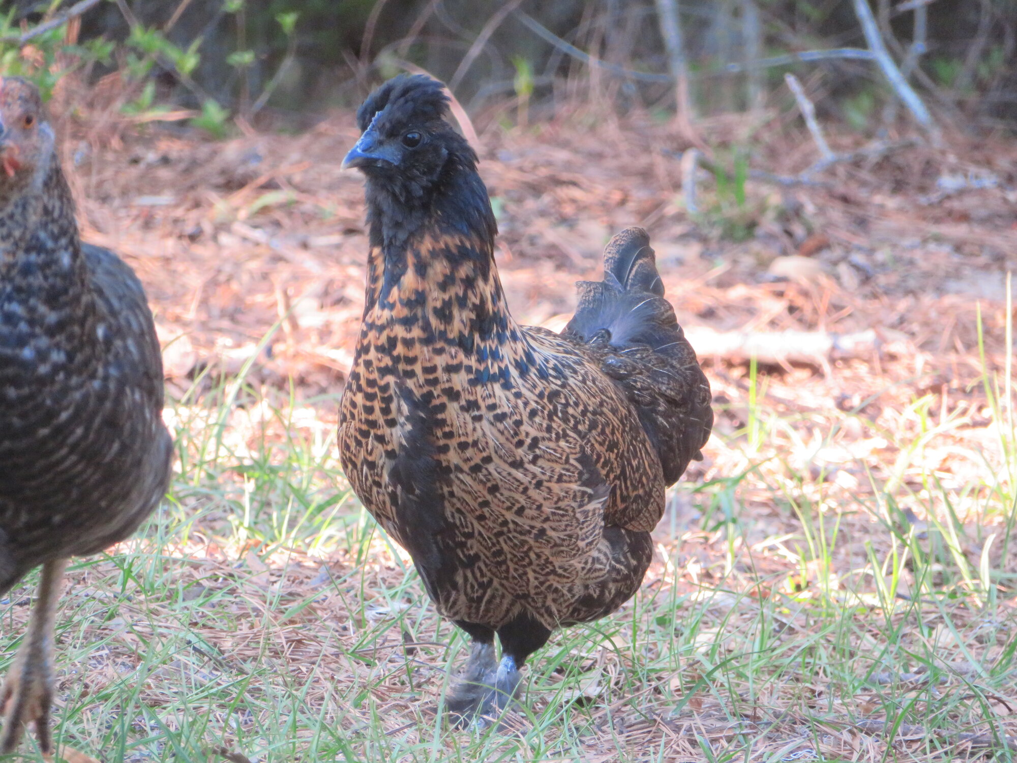 Non-APAABA Bantam Hen Show 2b.jpg