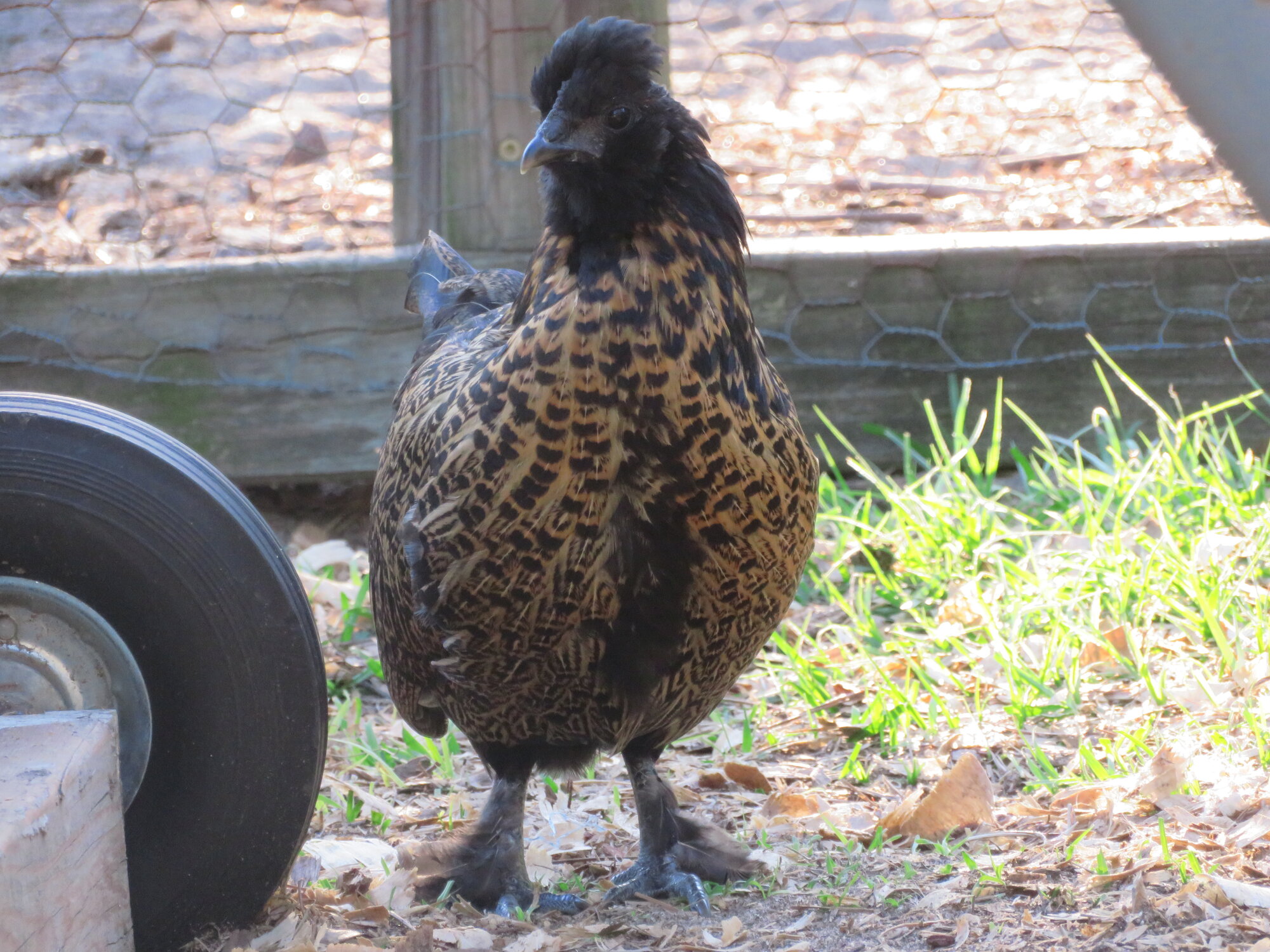 Non-APAABA Bantam Hen Show 2c.jpg