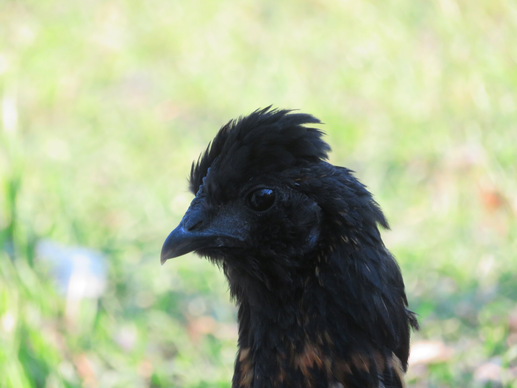 Non-APAABA Bantam Hen Show 2e.jpg