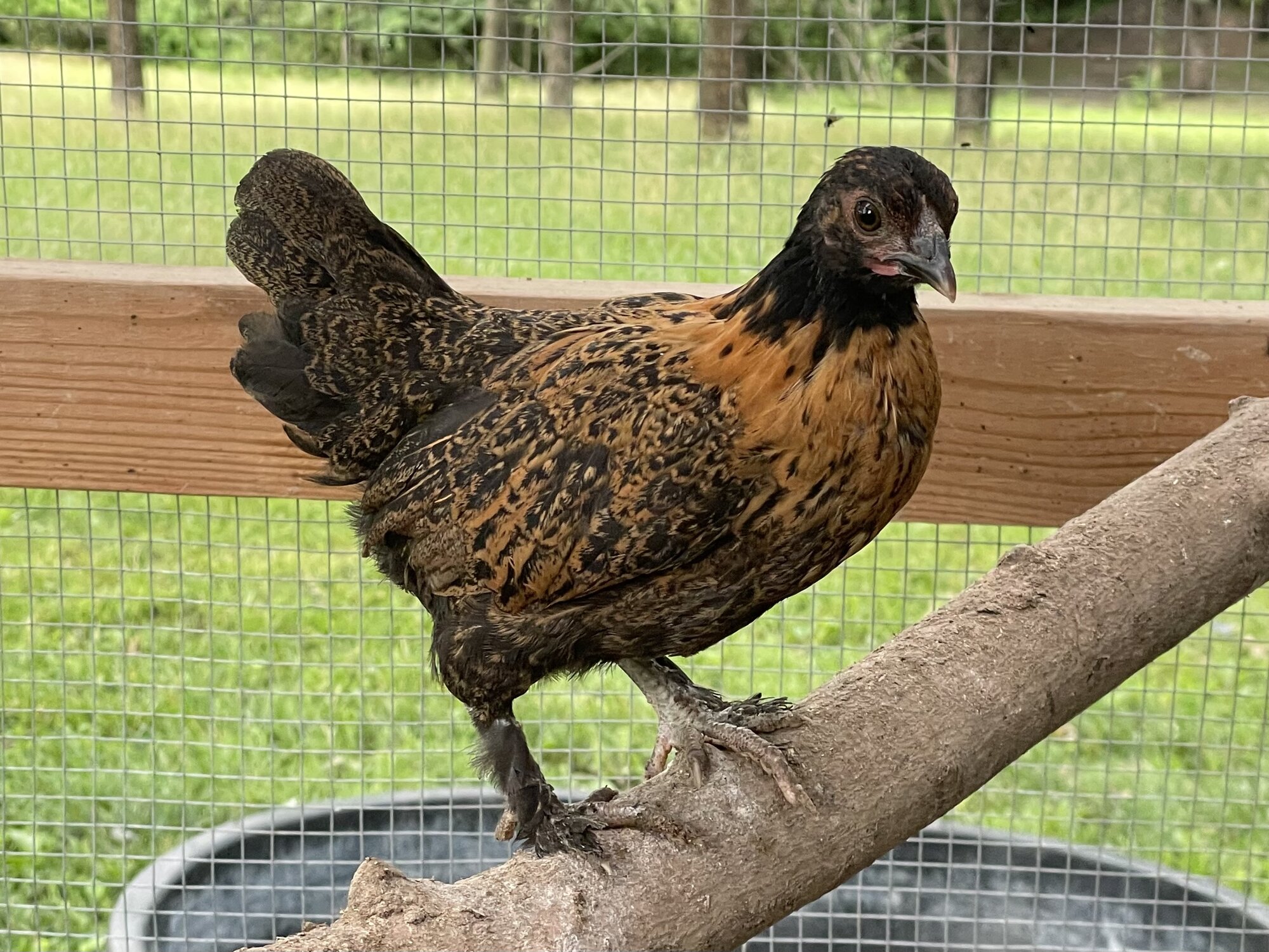 Non-APAABA Bantam Hen Show 3a.jpg