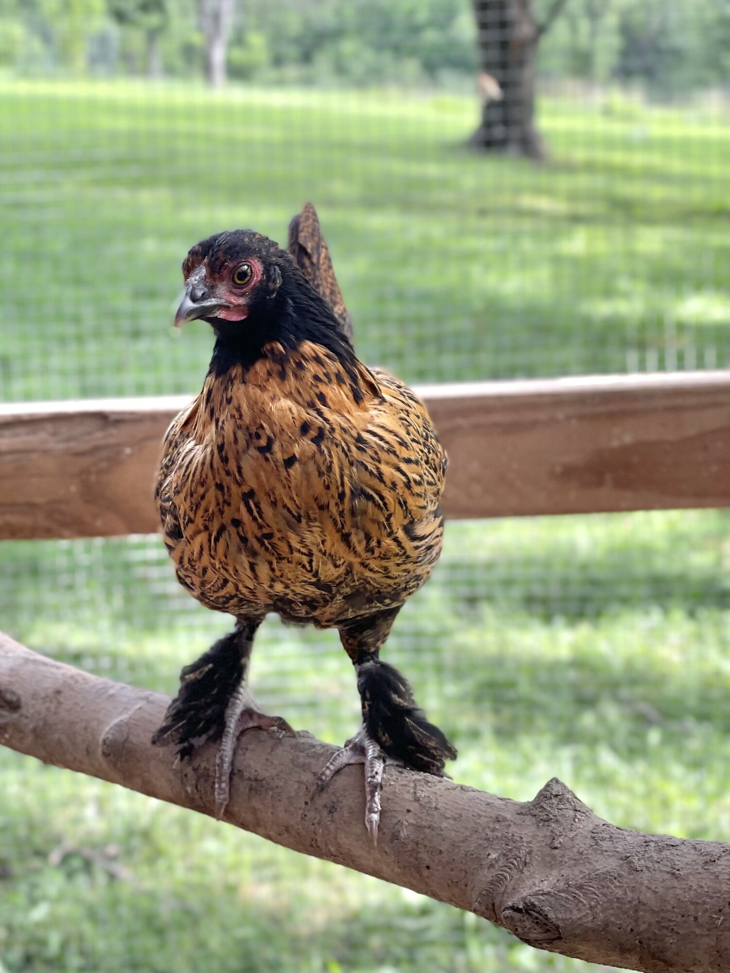 Non-APAABA Bantam Hen Show 3b.jpg