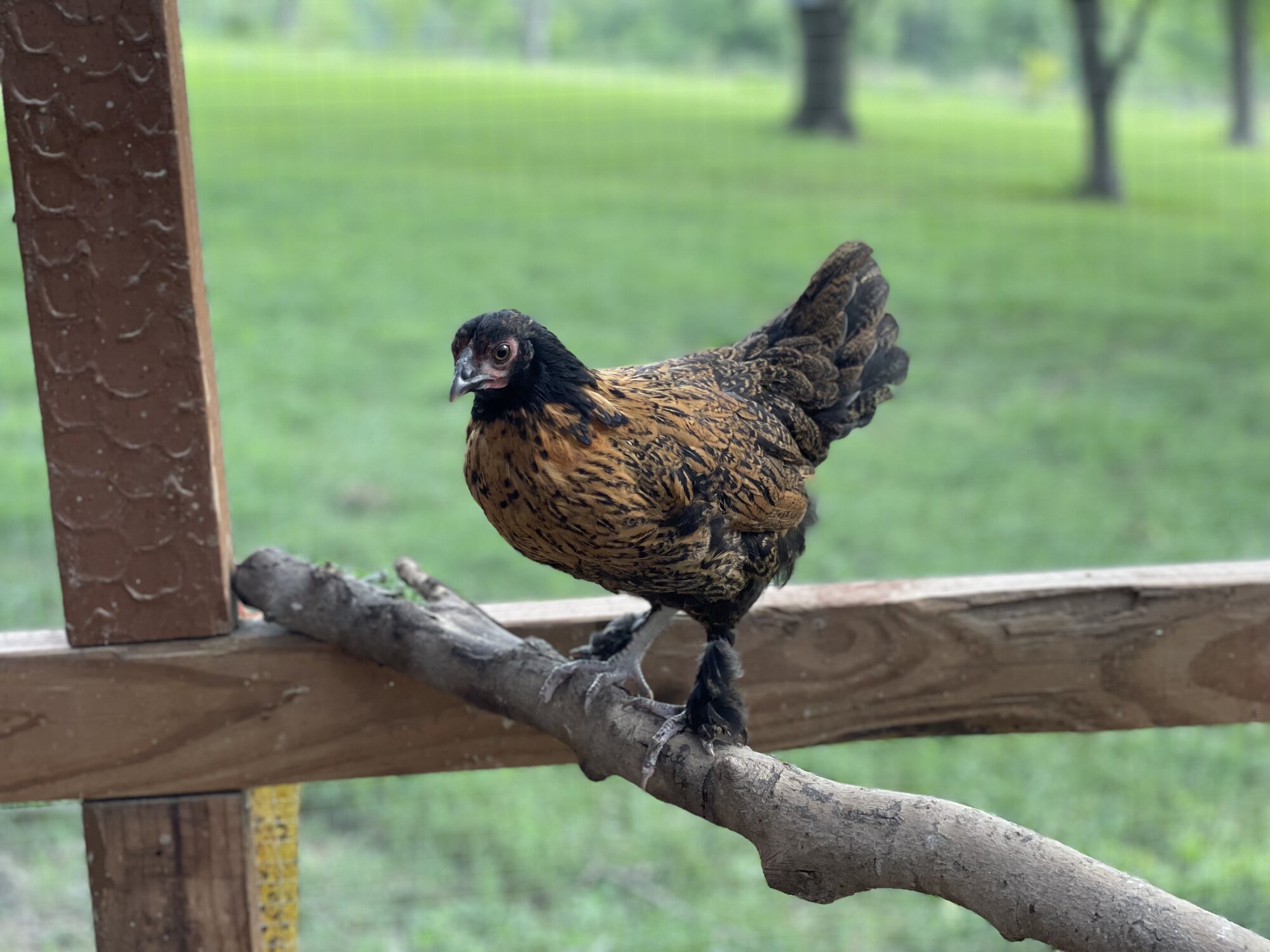 Non-APAABA Bantam Hen Show 3c.jpg