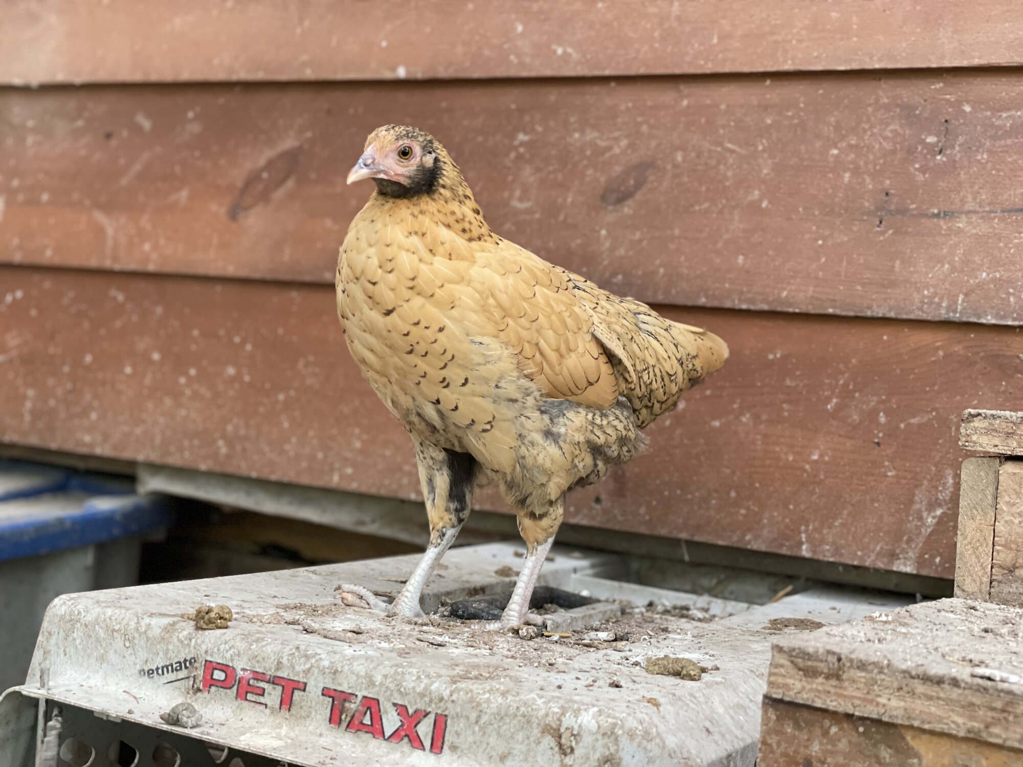 Non-APAABA Bantam Hen Show 4c.jpg