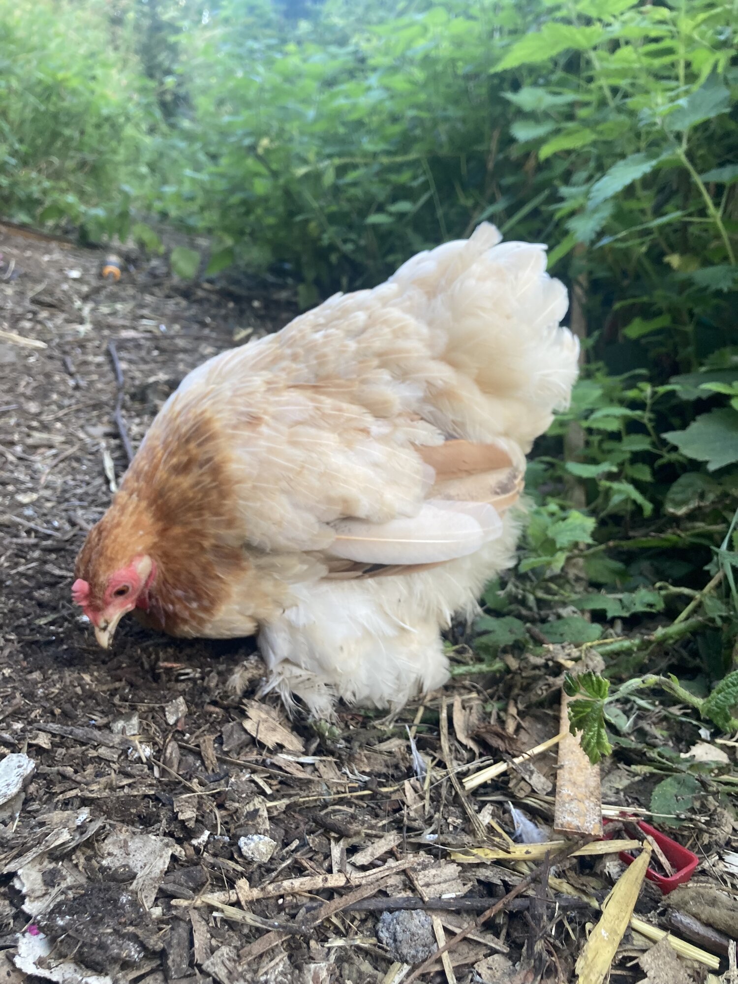 Non-APAABA Bantam Hen Show 7c.jpg