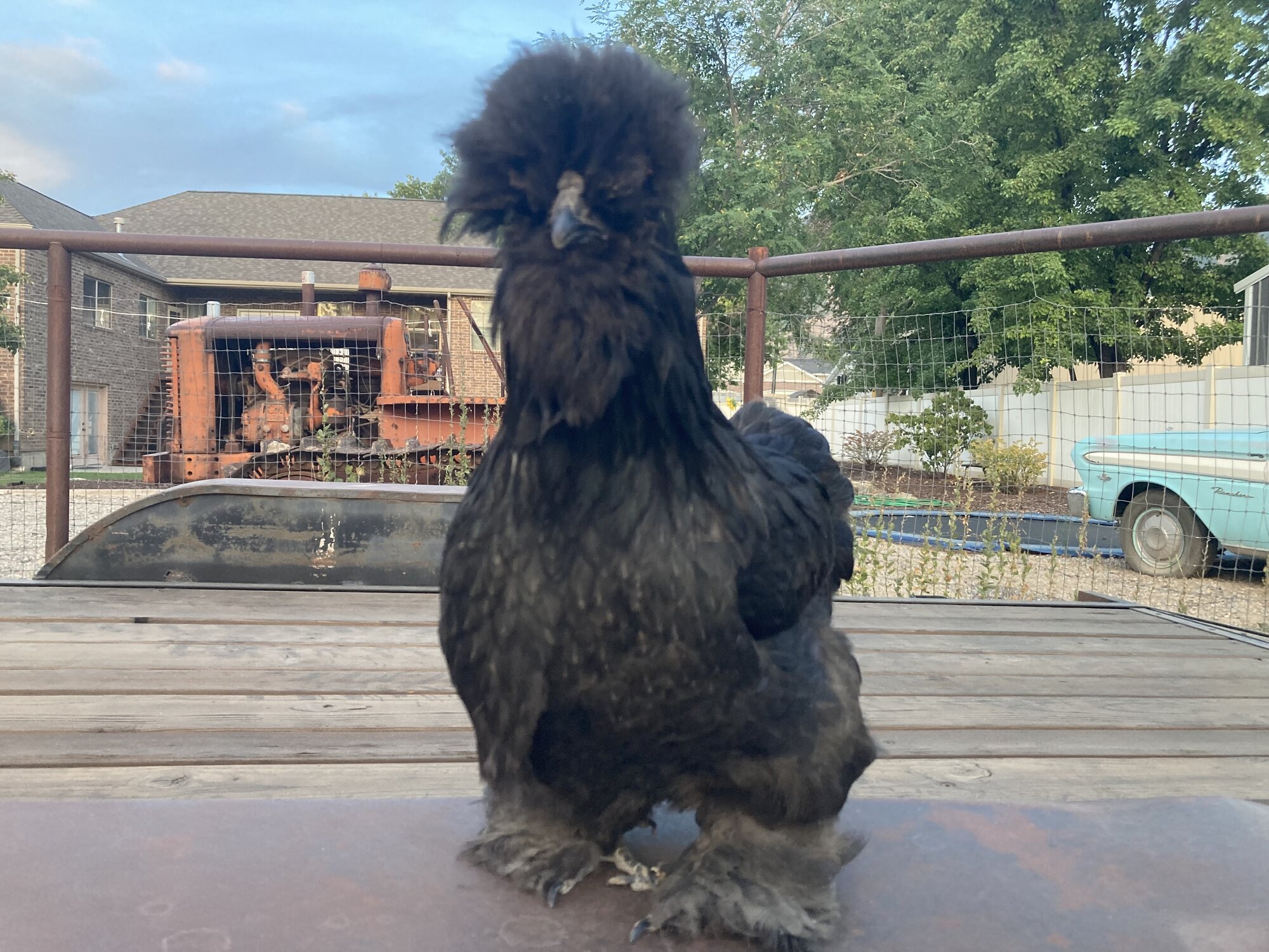 Non-APAABA Bantam Hen Show 8b.jpg