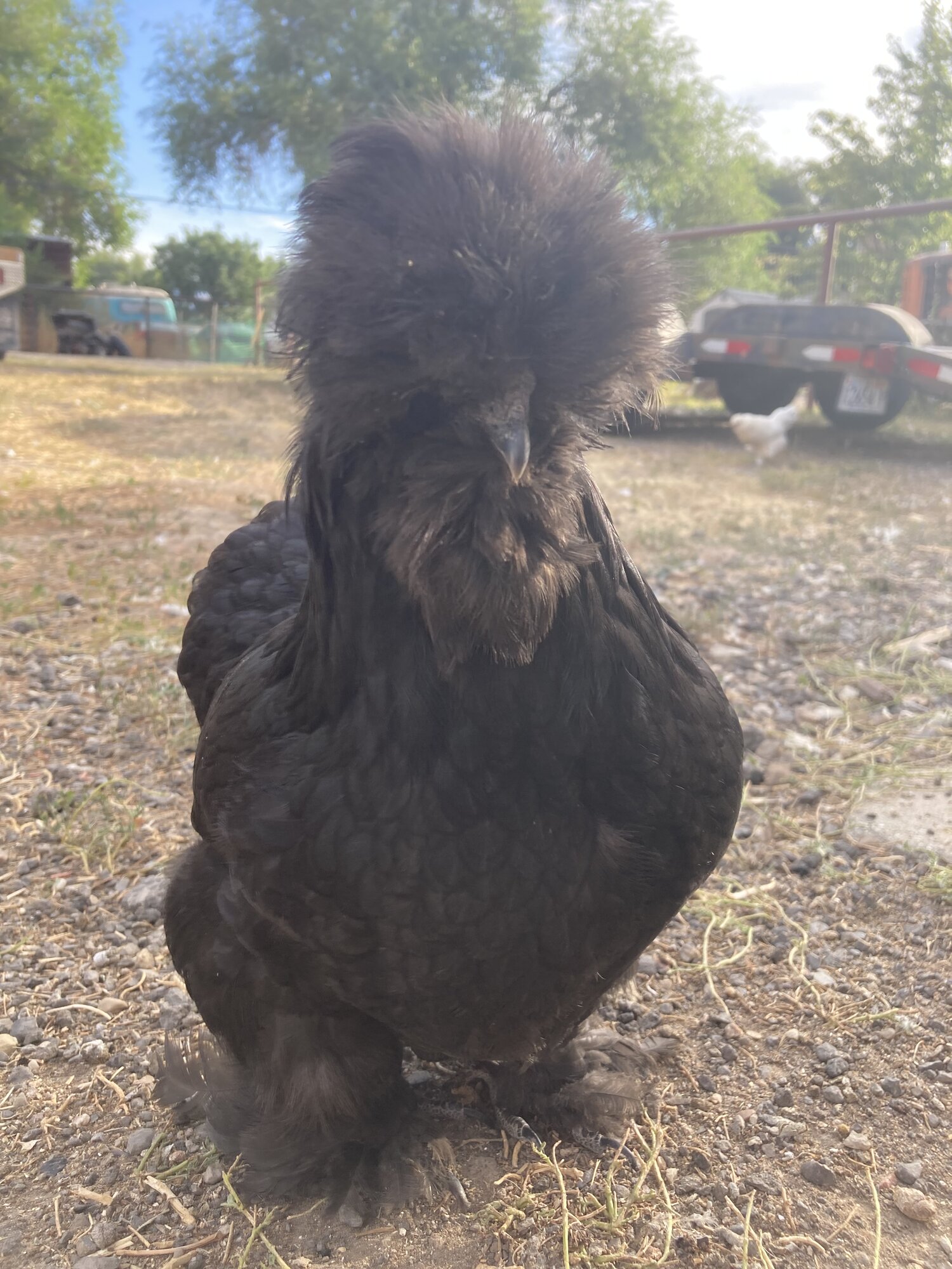Non-APAABA Bantam Hen Show 8c.jpg