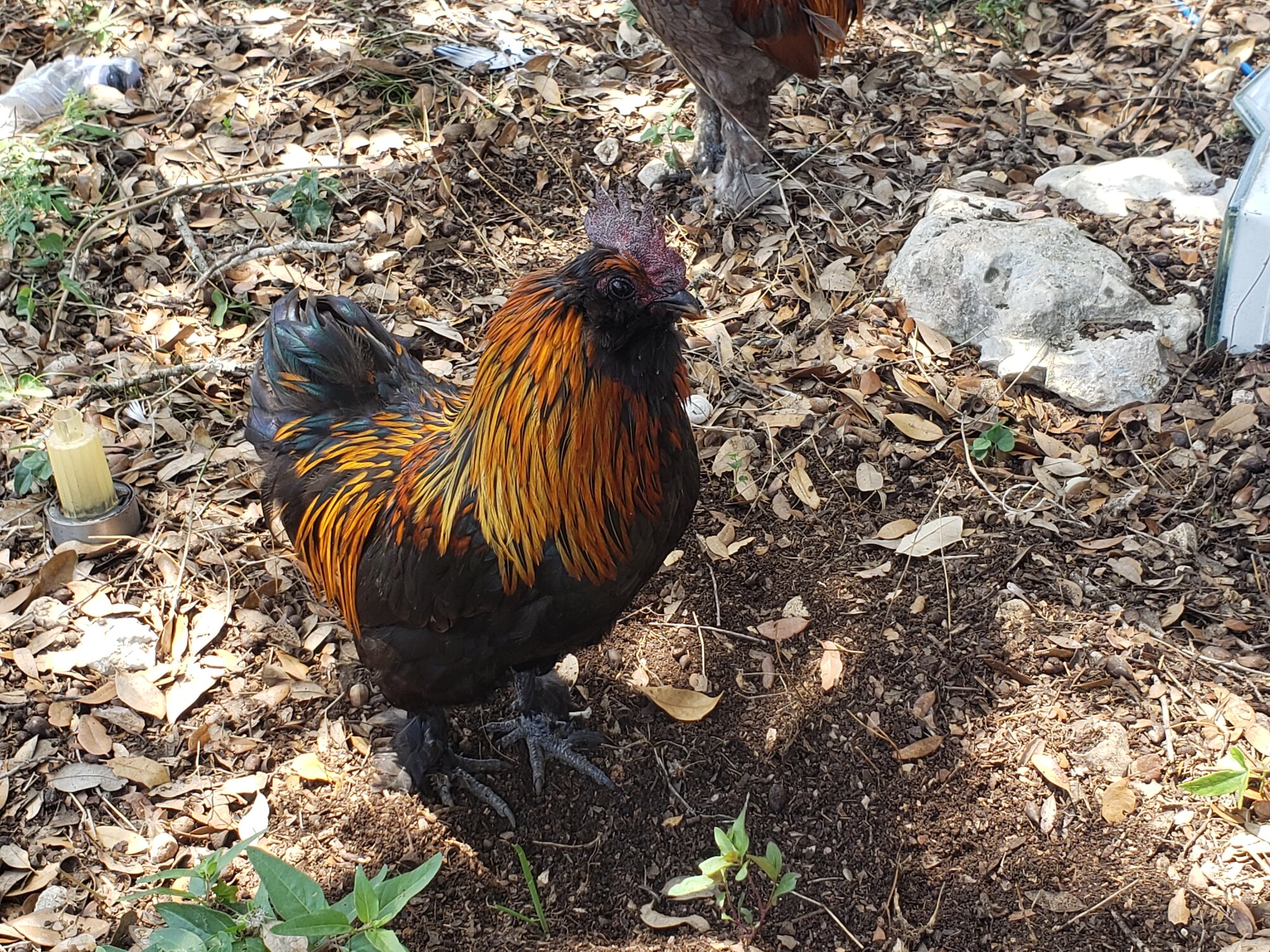 Non-APAABA Bantam Rooster Show 1a.jpg