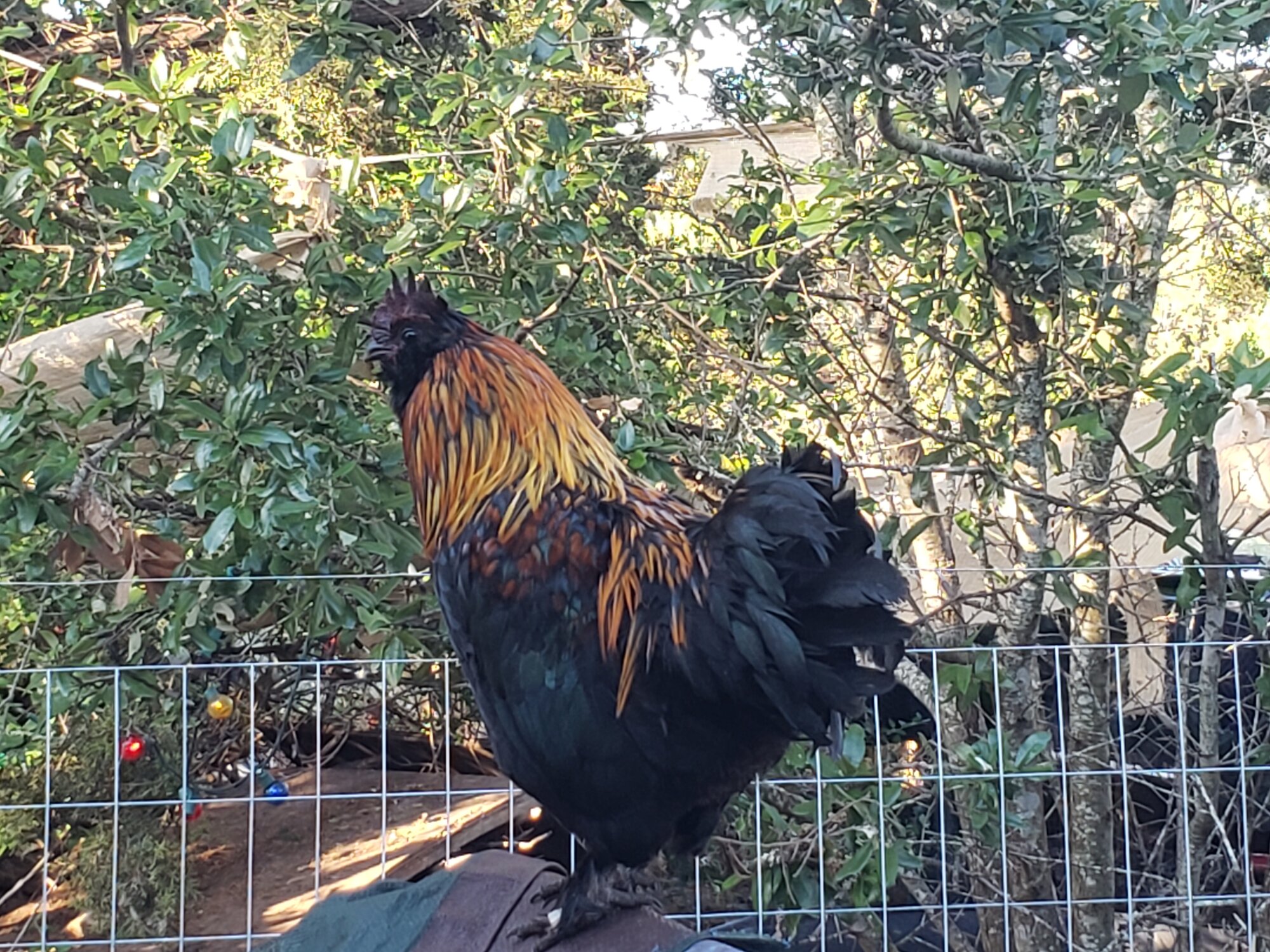 Non-APAABA Bantam Rooster Show 1b.jpg