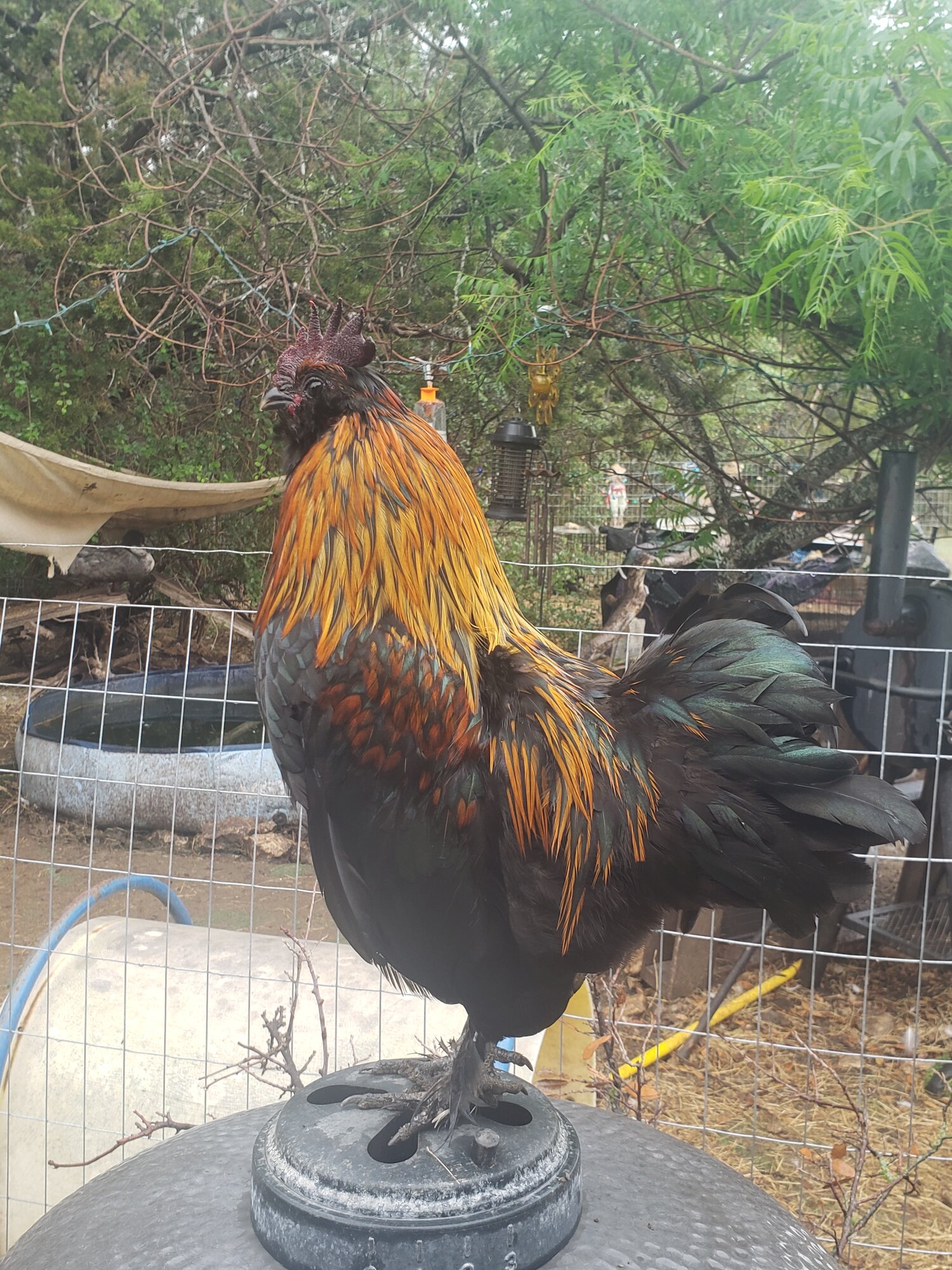 Non-APAABA Bantam Rooster Show 1c.jpg