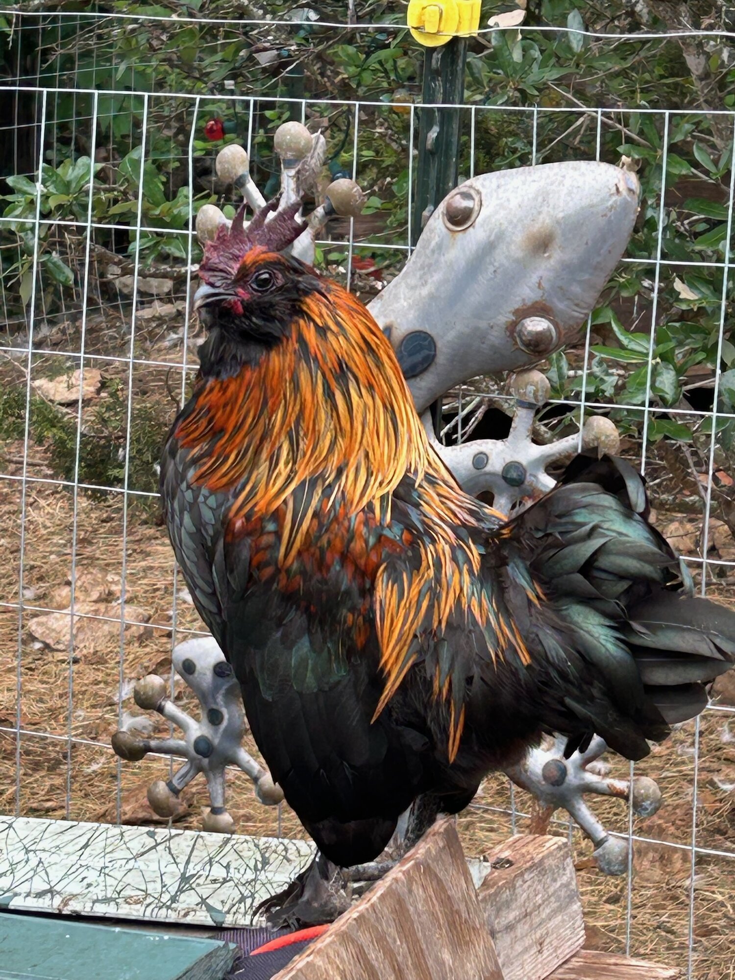 Non-APAABA Bantam Rooster Show 1e.jpg