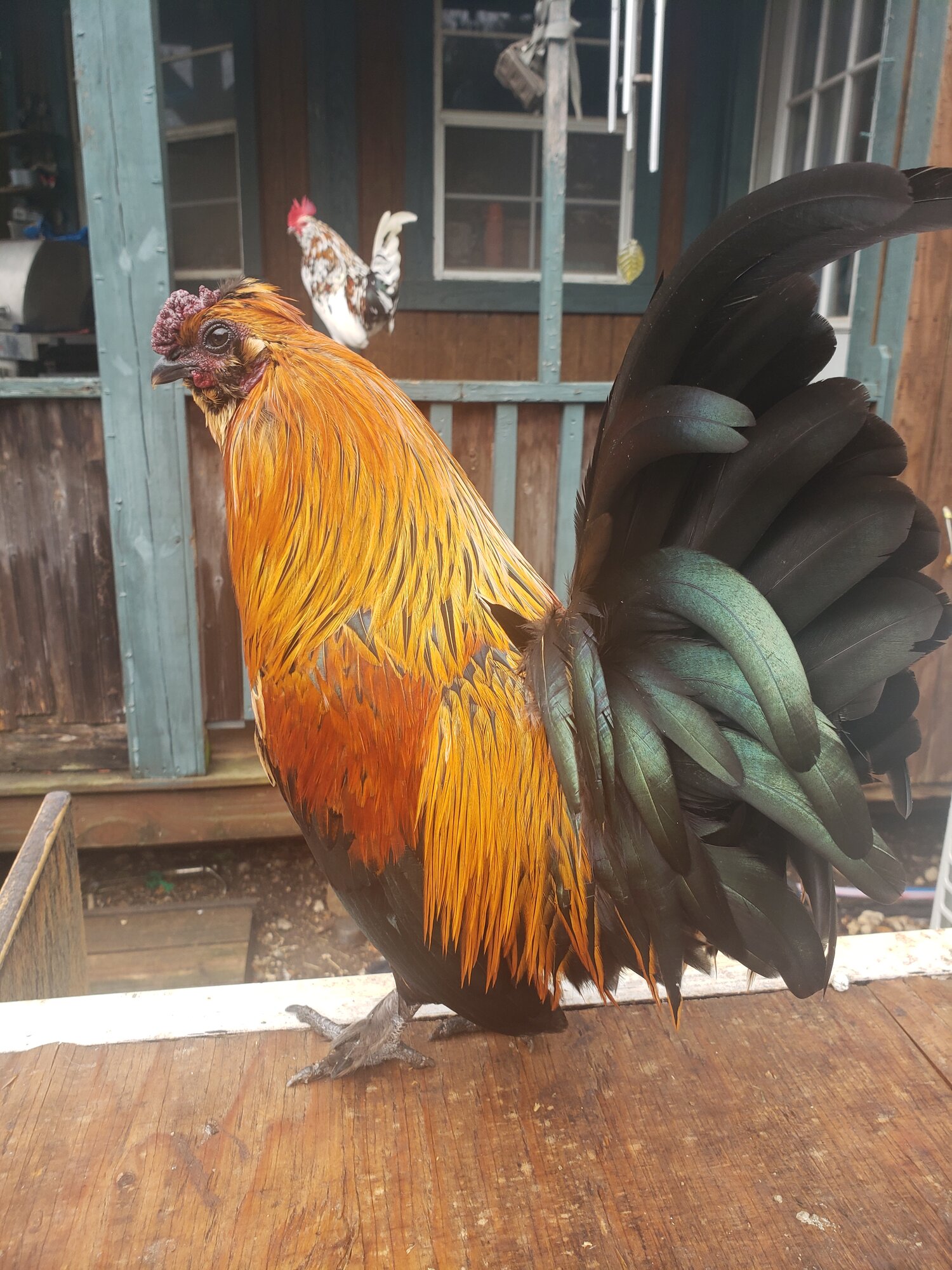 Non-APAABA Bantam Rooster Show 2b.jpg