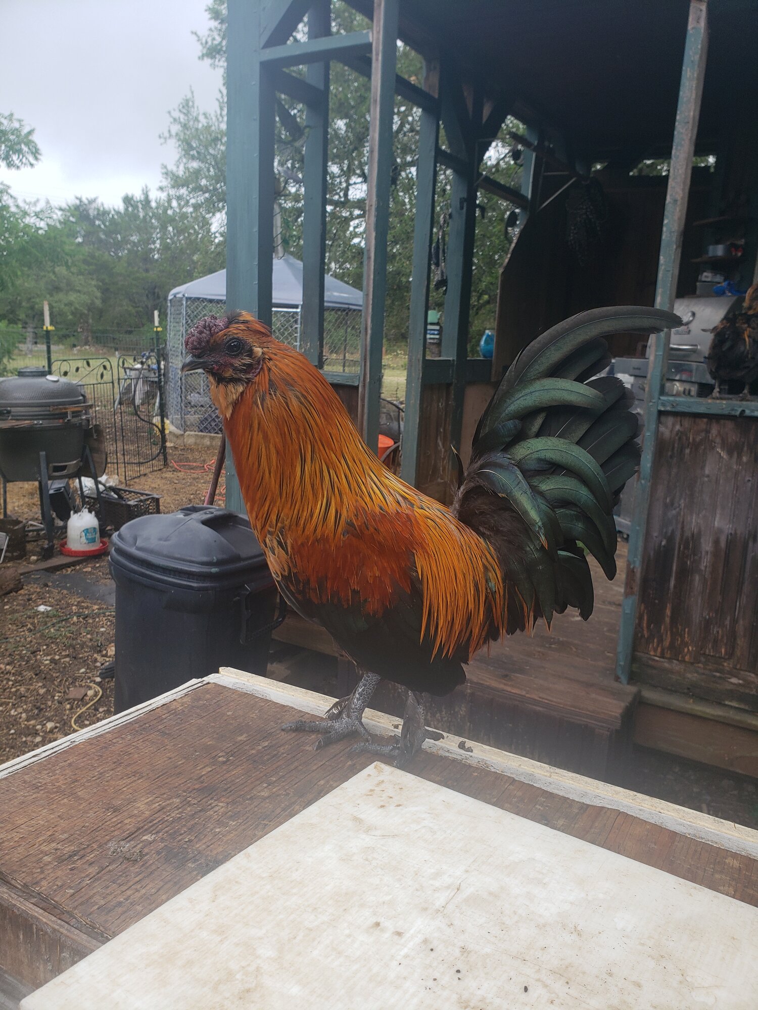 Non-APAABA Bantam Rooster Show 2c.jpg