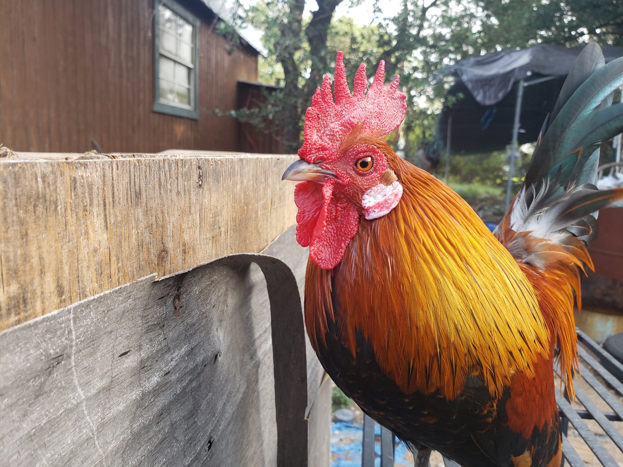 Non-APAABA Bantam Rooster Show 3b.jpg