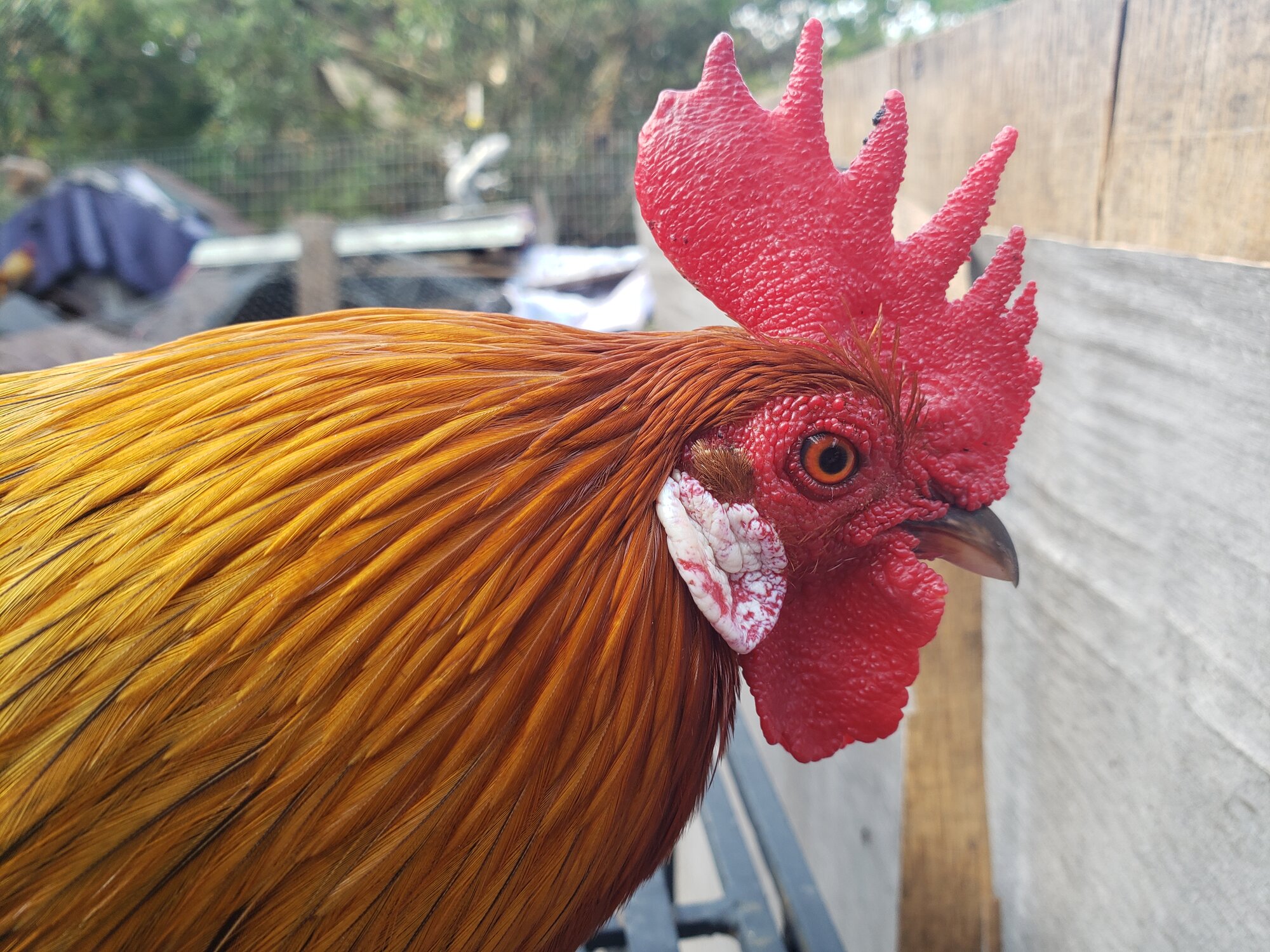 Non-APAABA Bantam Rooster Show 3d.jpg