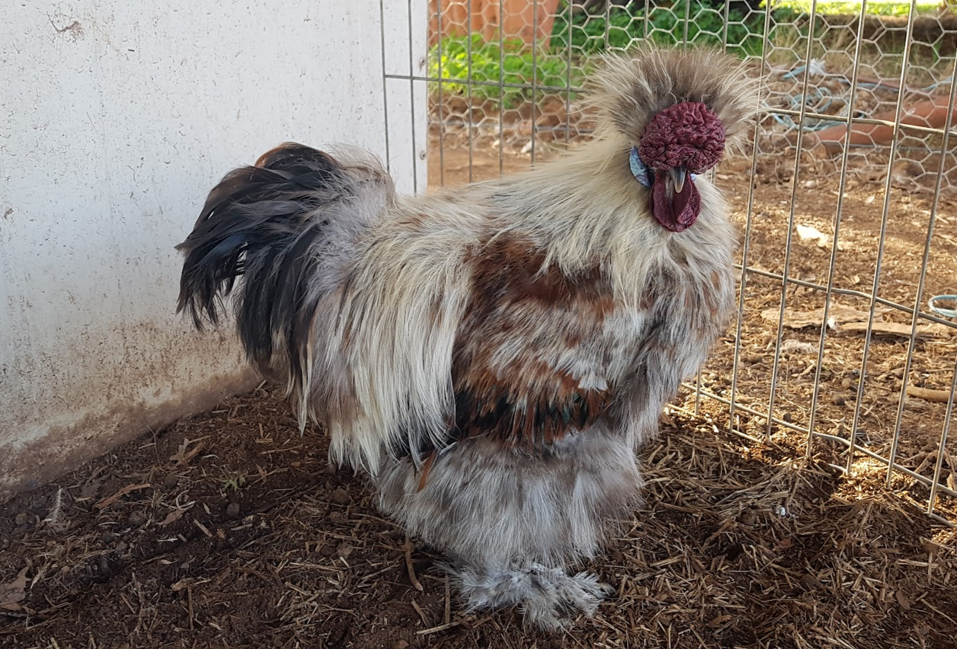 Non-APAABA Bantam Rooster Show 4a.png