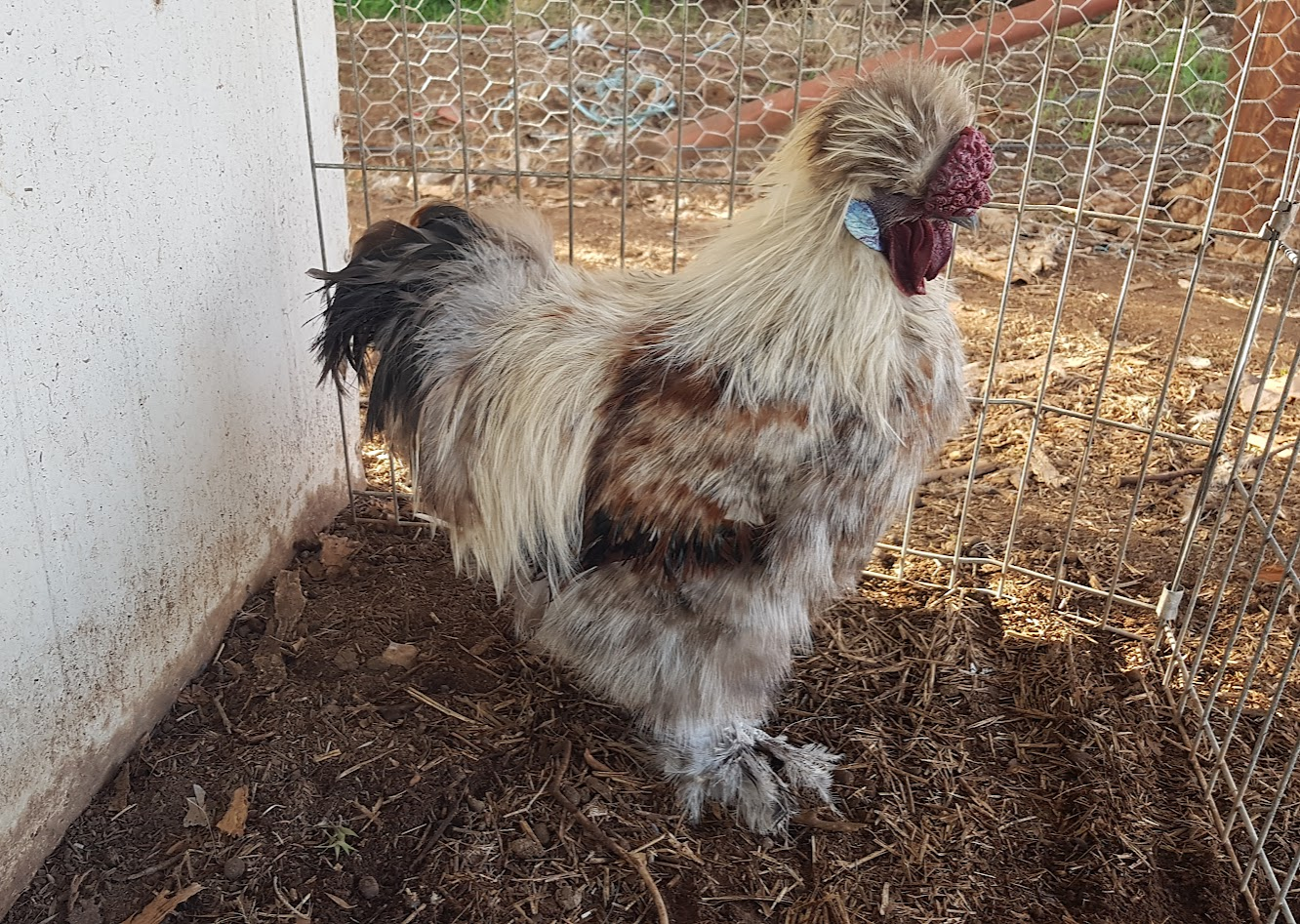 Non-APAABA Bantam Rooster Show 4b.png