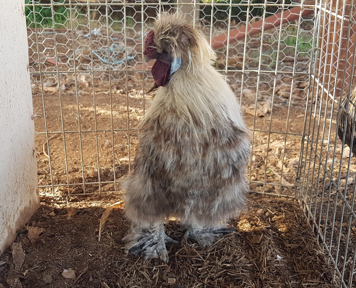Non-APAABA Bantam Rooster Show 4c.png