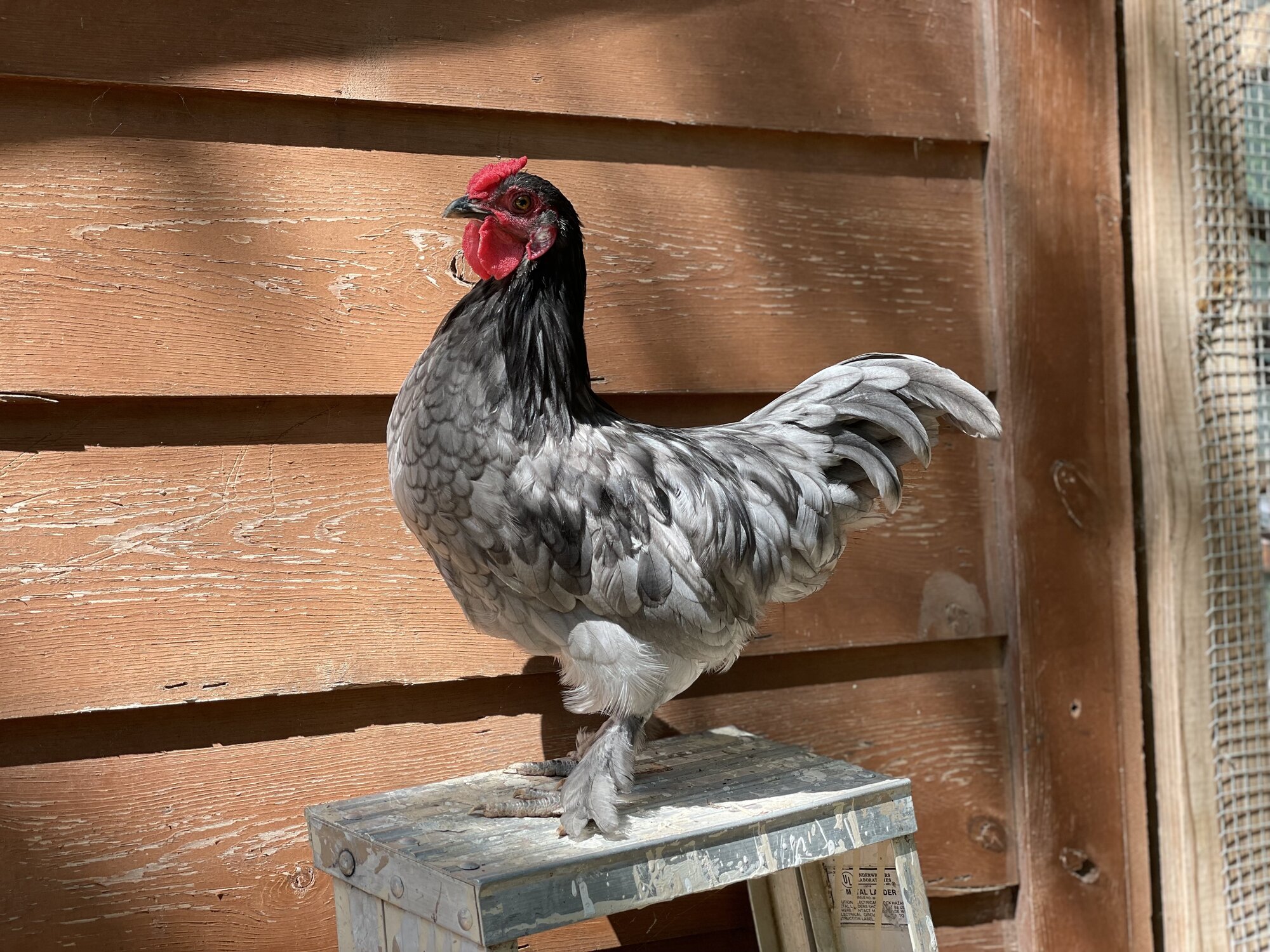 Non-APAABA Bantam Rooster Show 5c.jpg