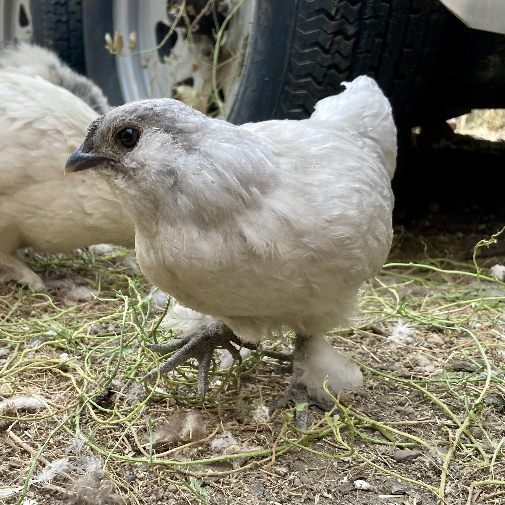 Non-APAABA Bantam Rooster Show 7c.jpg