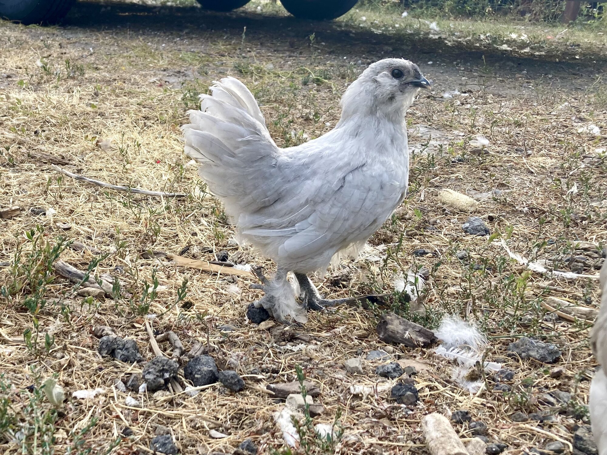Non-APAABA Bantam Rooster Show 7e.jpg