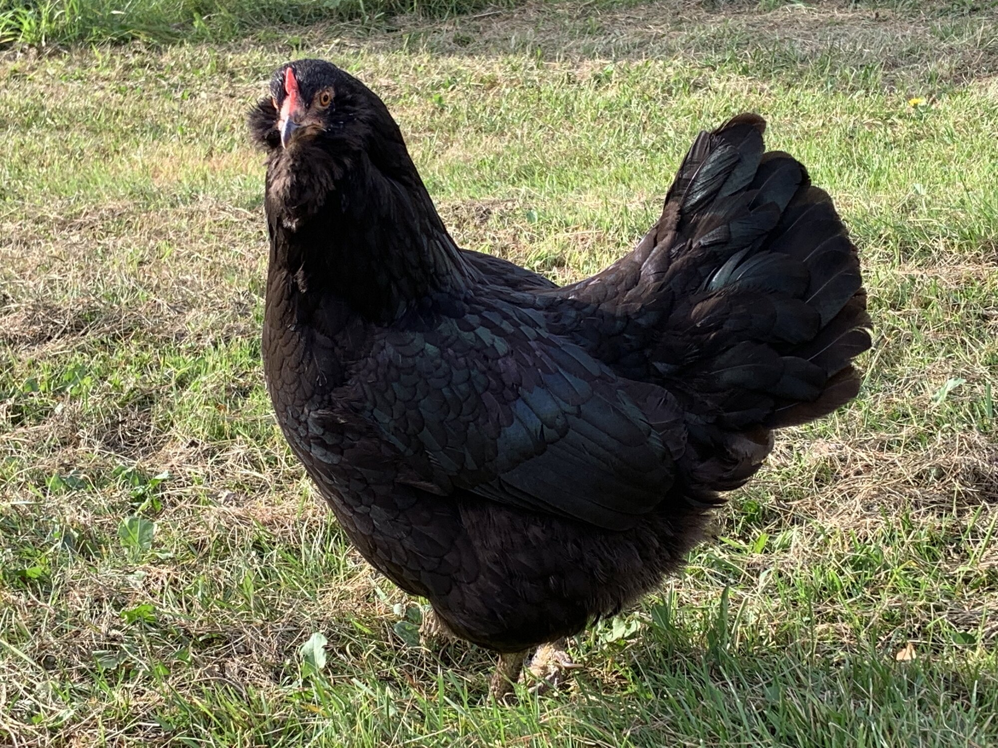 Non-APAABA Large Fowl Hen Show 10b.jpg