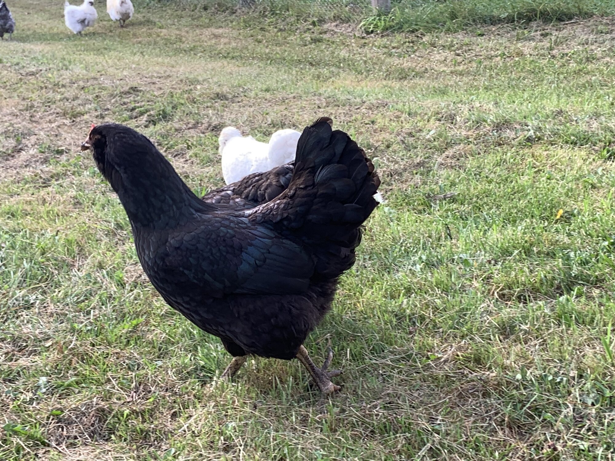 Non-APAABA Large Fowl Hen Show 10c.jpg