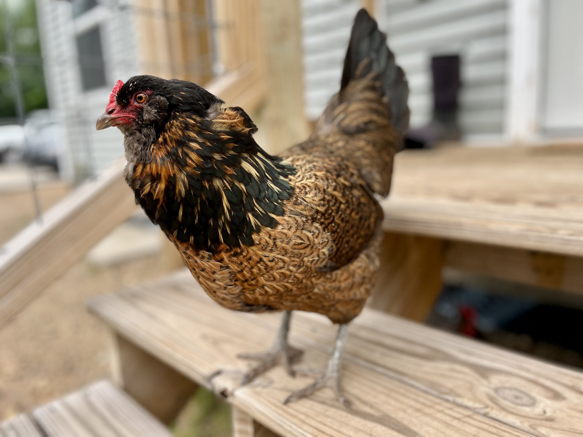 Non-APAABA Large Fowl Hen Show 11a.jpg